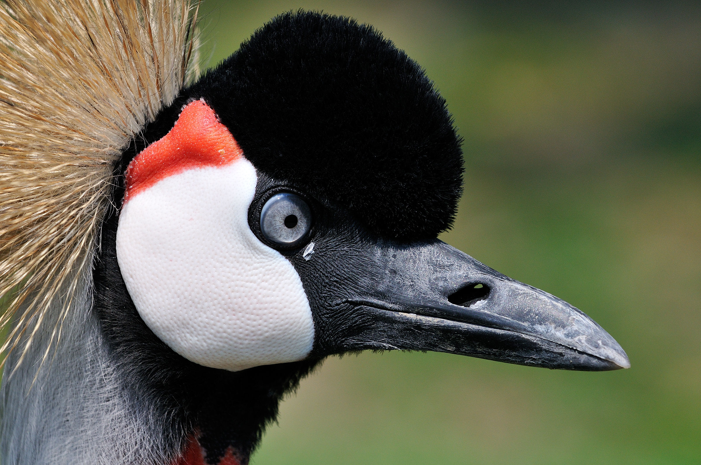 Stork Center Racconigi