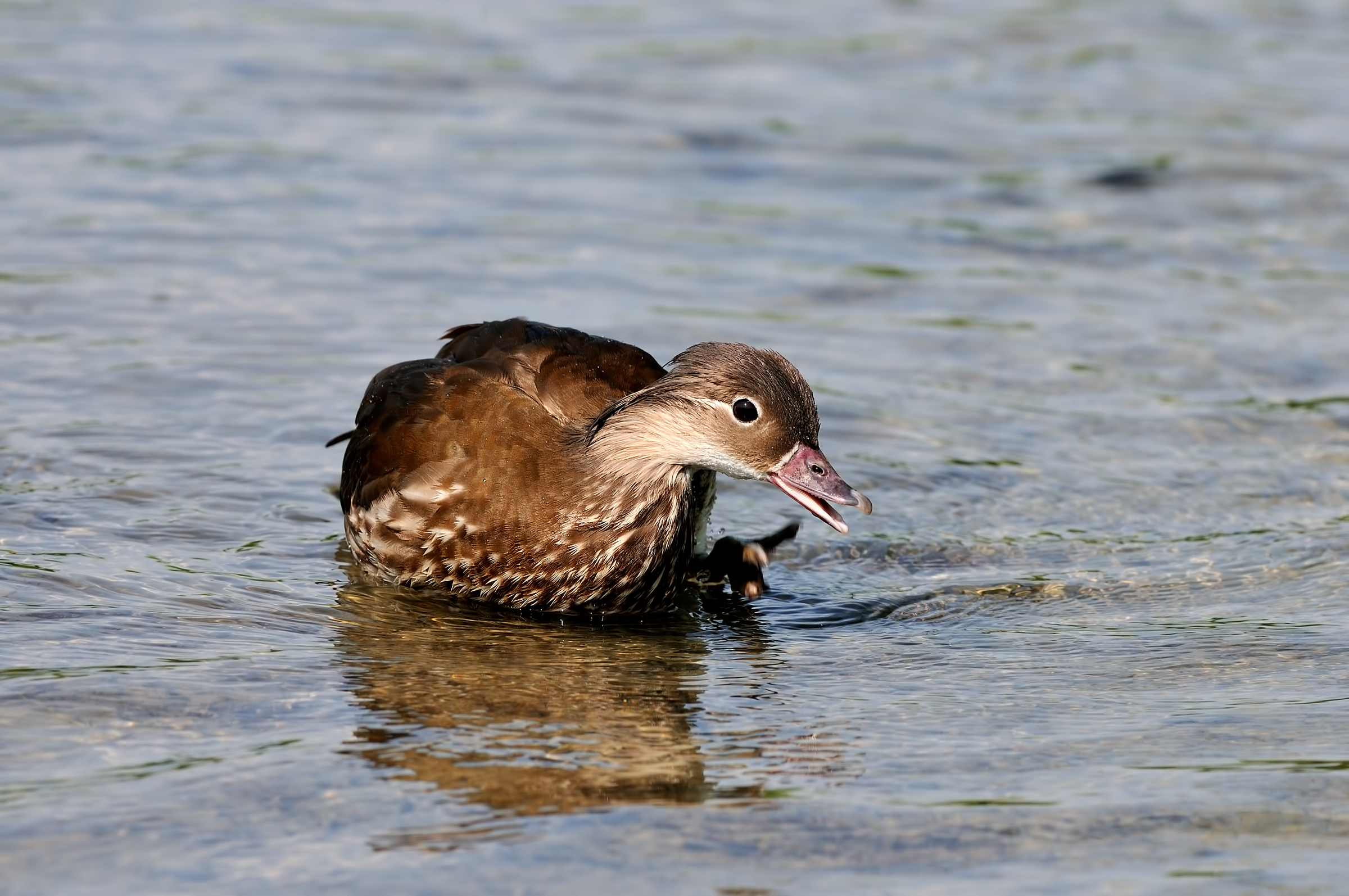 Stork Center Racconigi