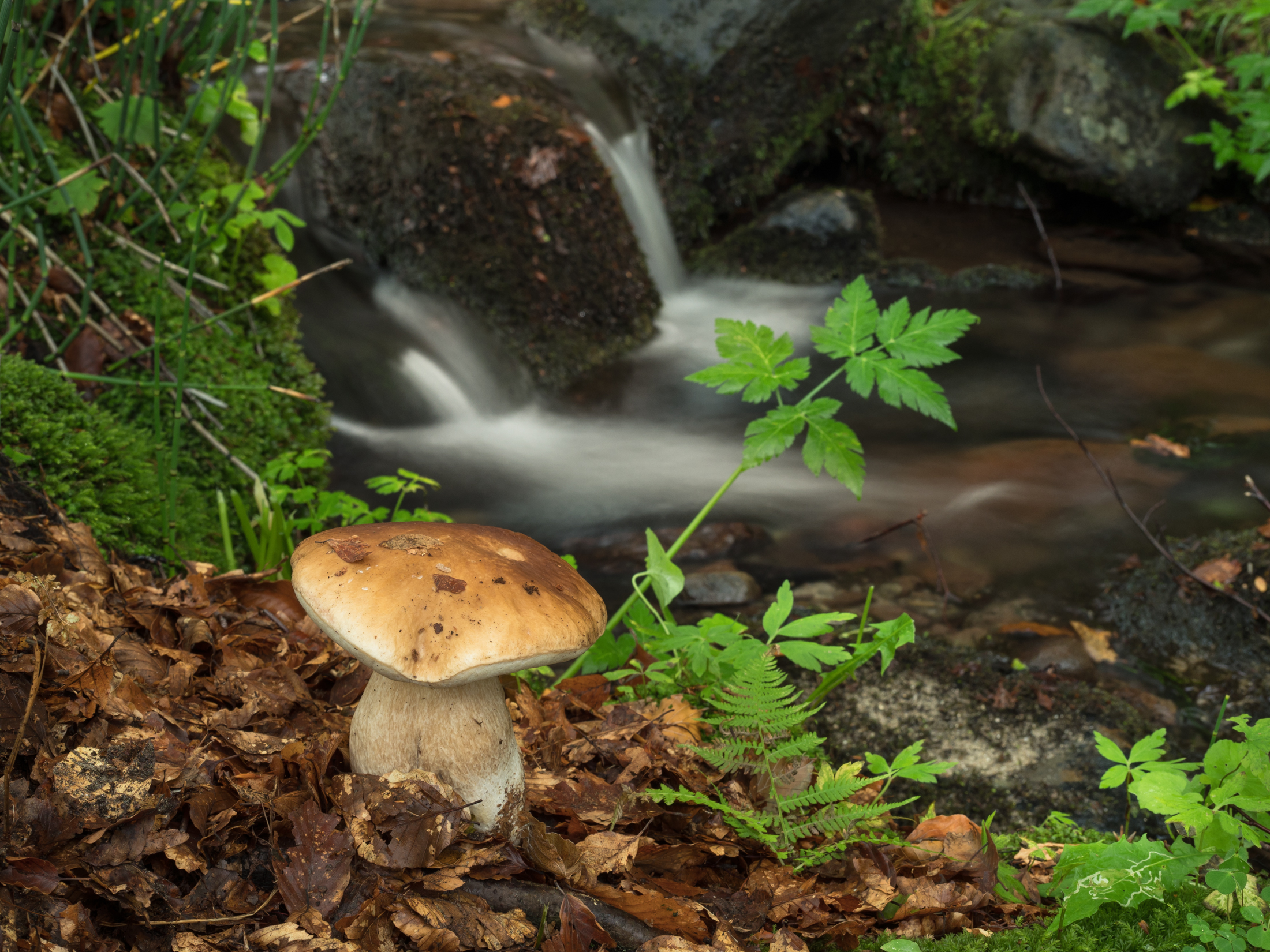 Still life nel bosco