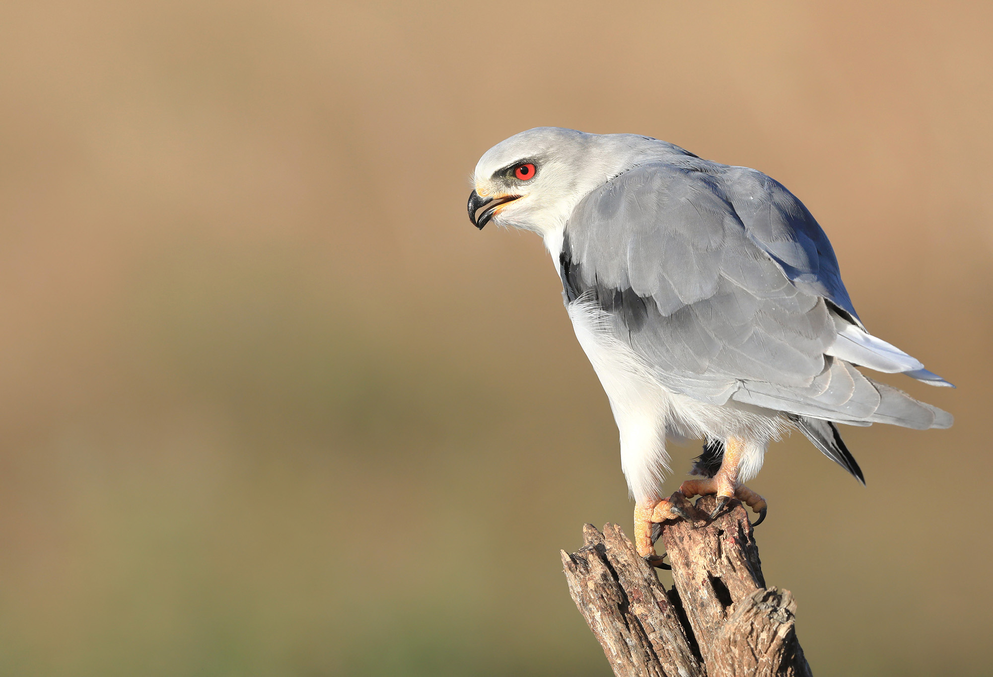 eyes of the white kite