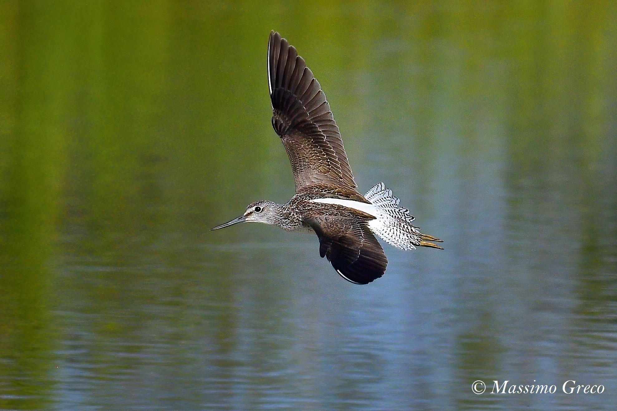 Pantana (Tringa nebulary)