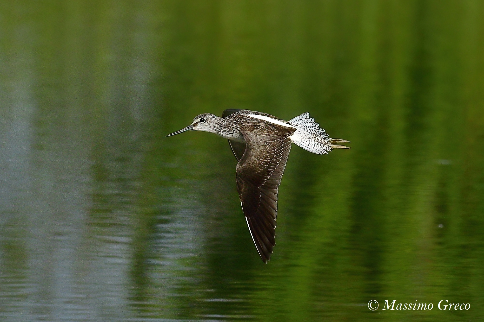 Pantana (Tringa nebulary)