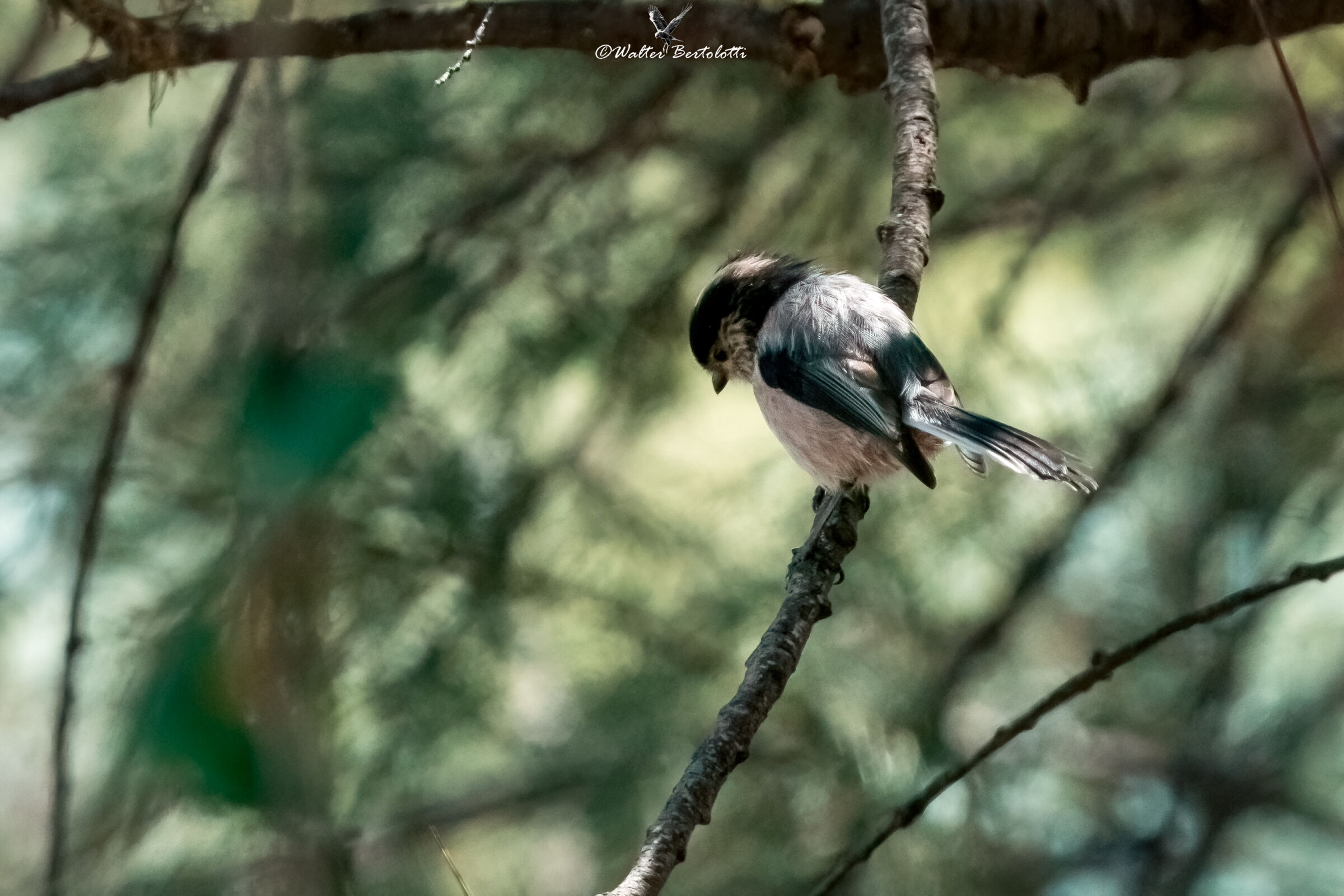 codibugnolo in the shadows