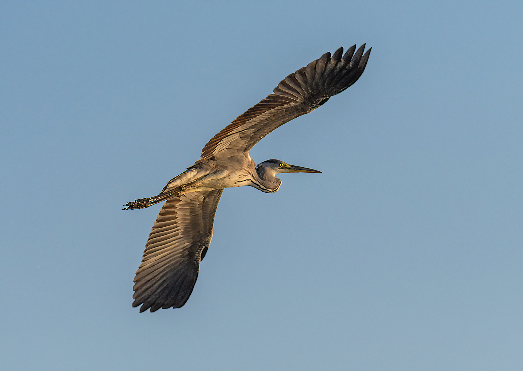 Ash heron