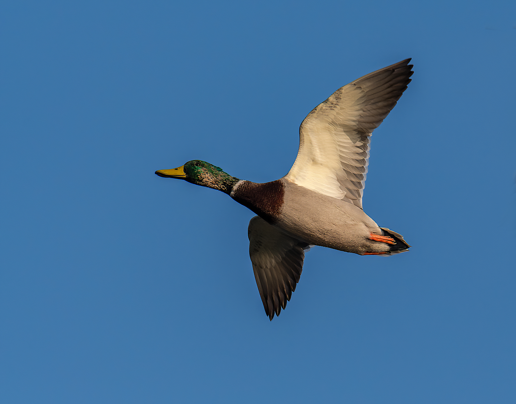 Mallard