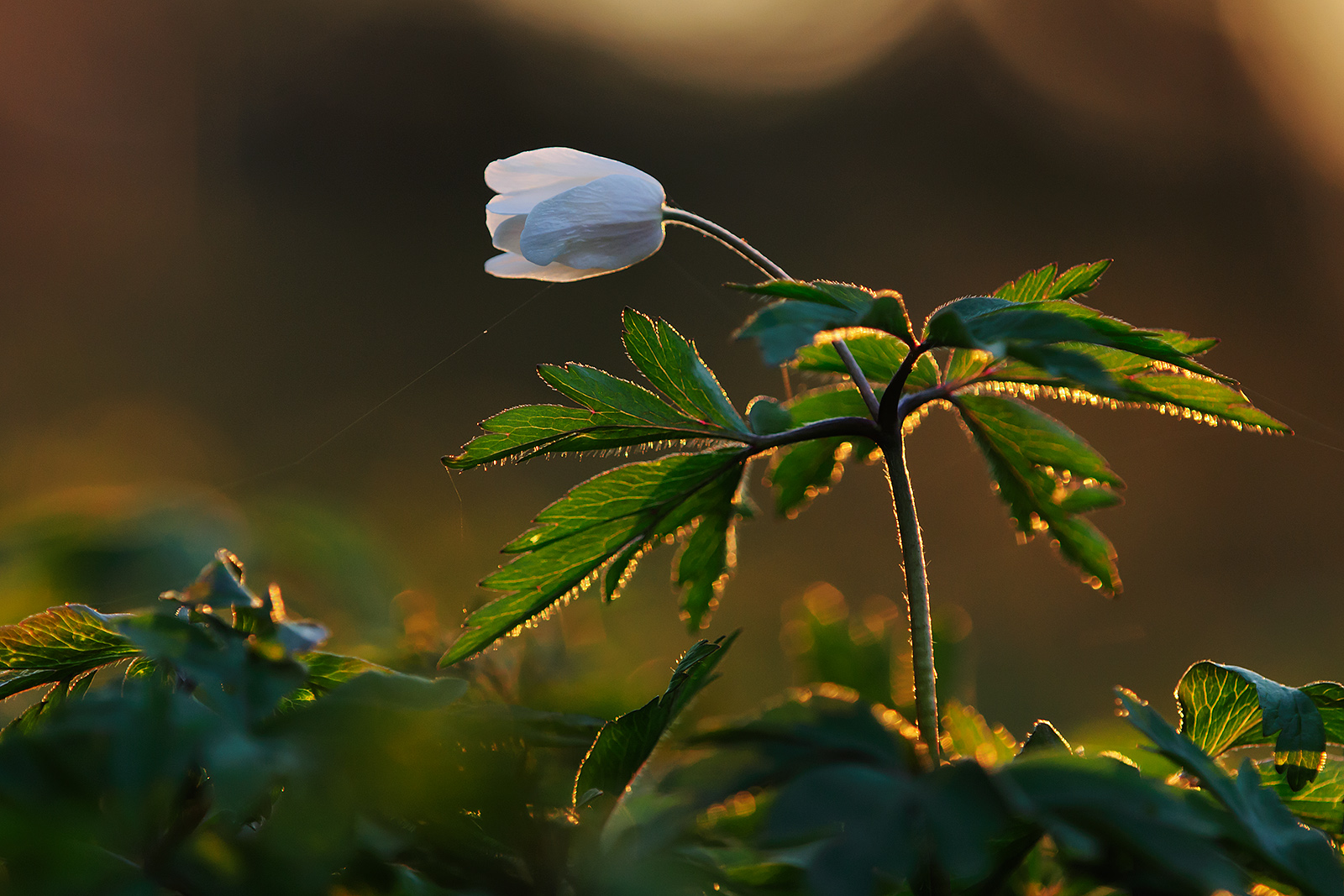 Undergrowth at sunset