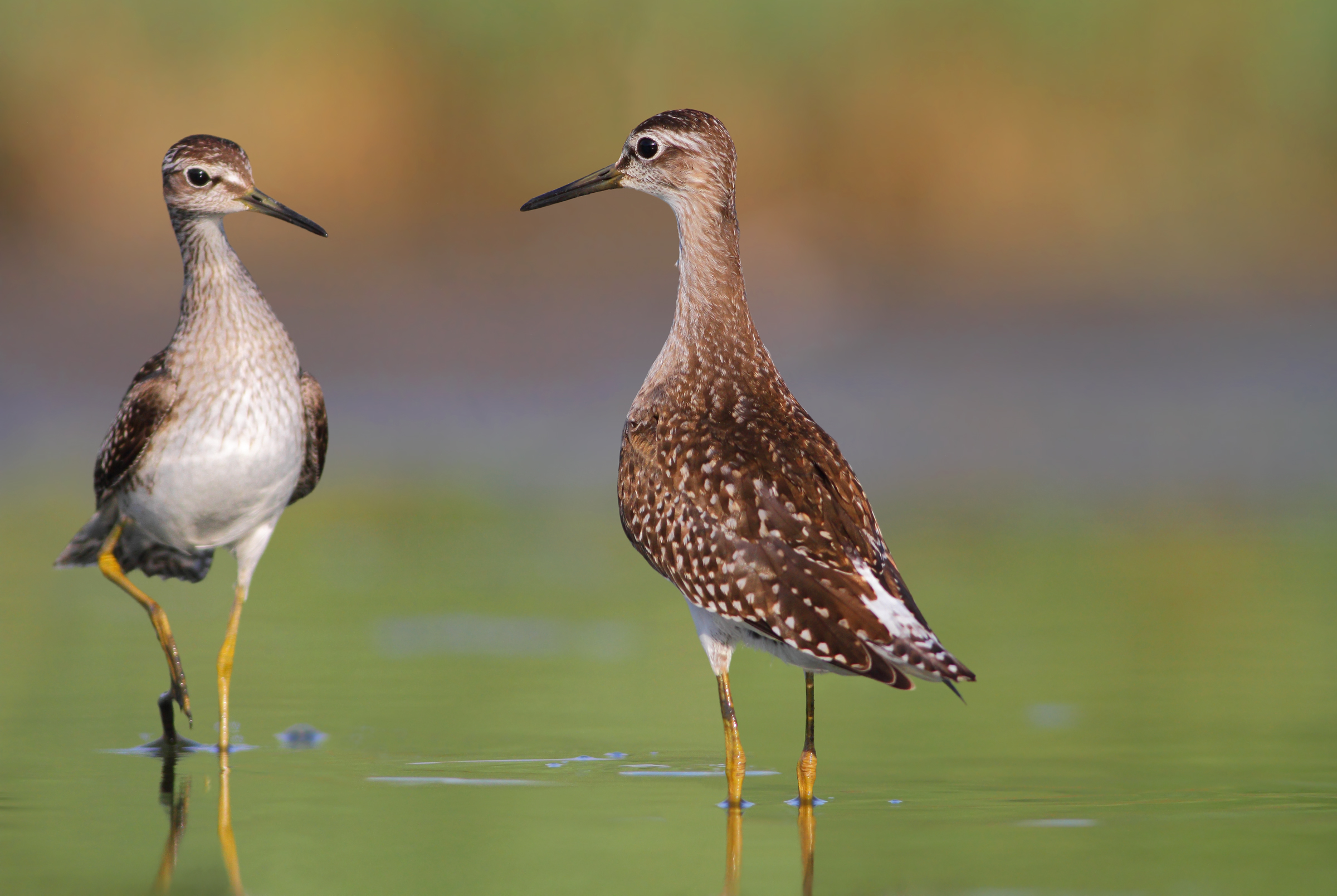 Piro piro boscherecci