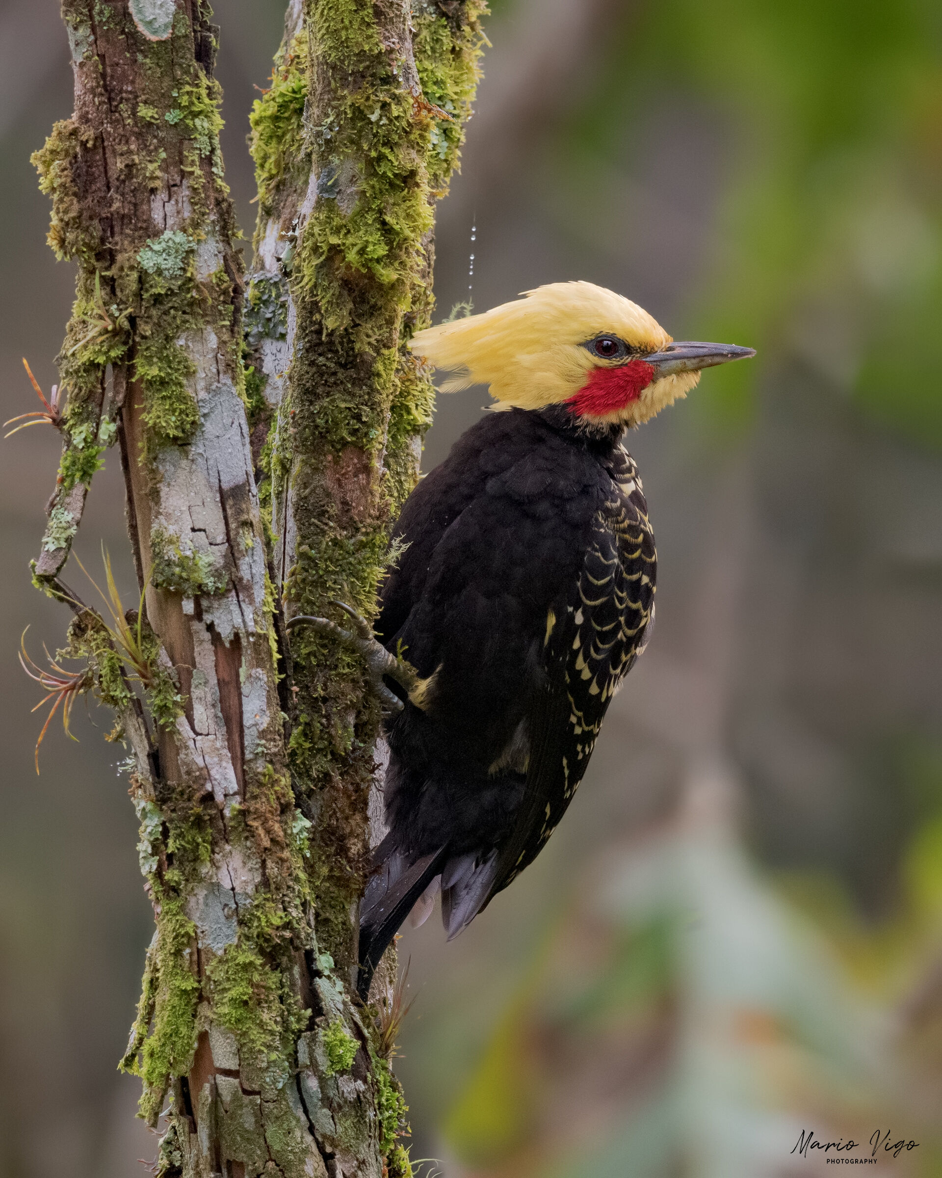 Picchio crestabionda