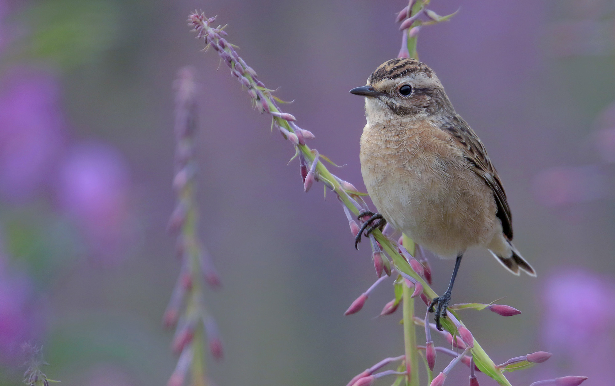 pastel hue for the little