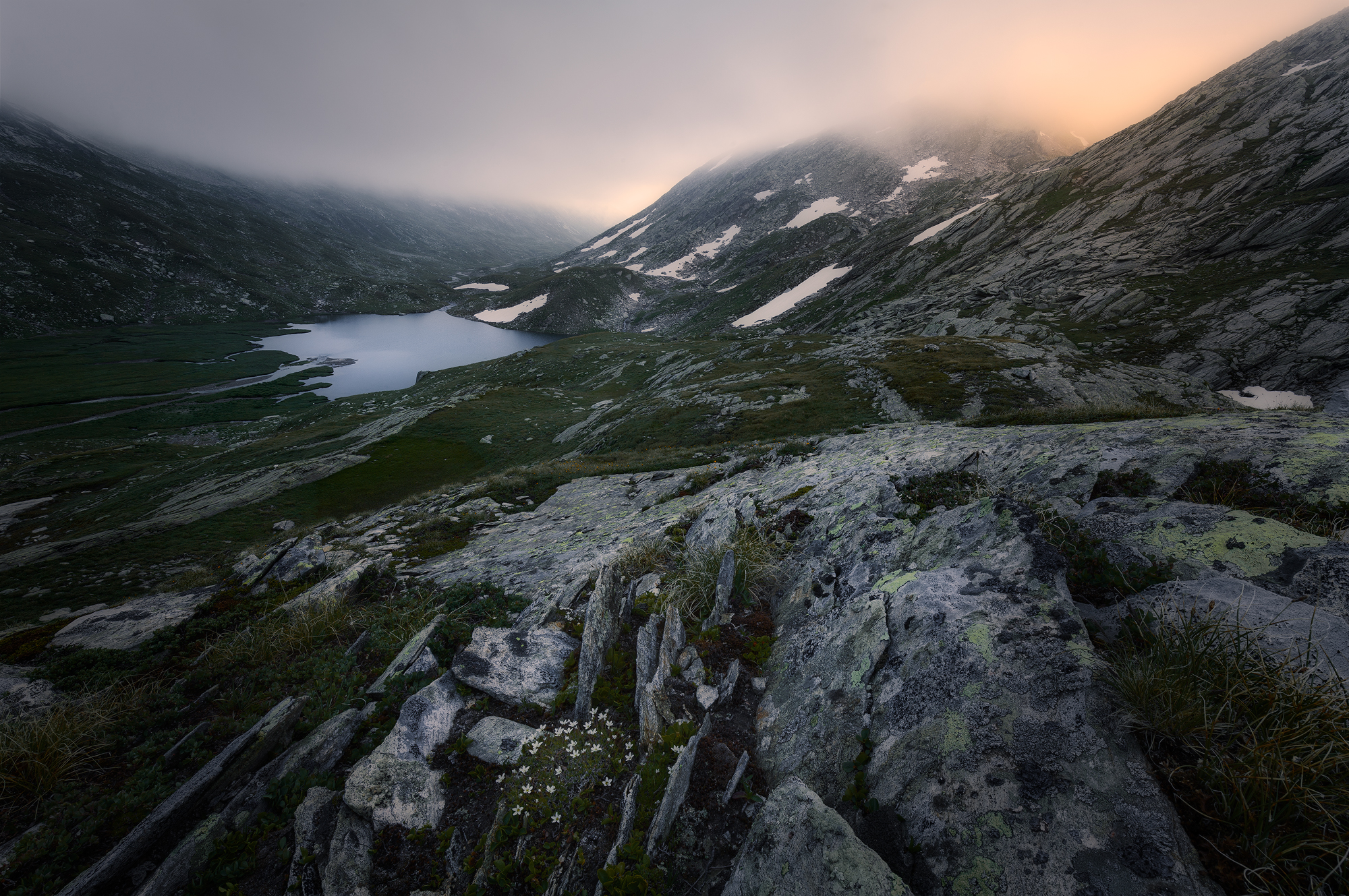 Wild Beauty, New1002