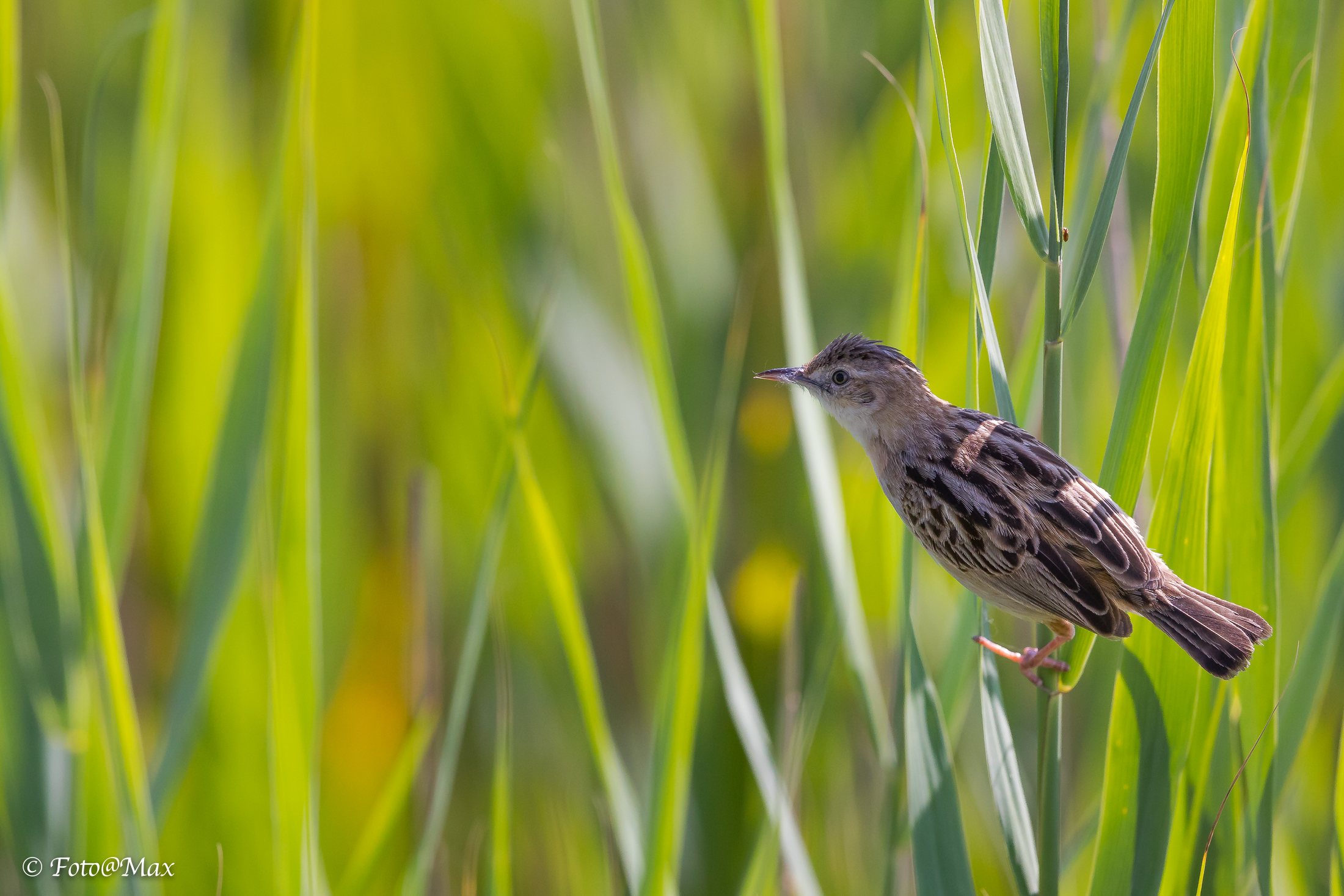the bird friend on the reed