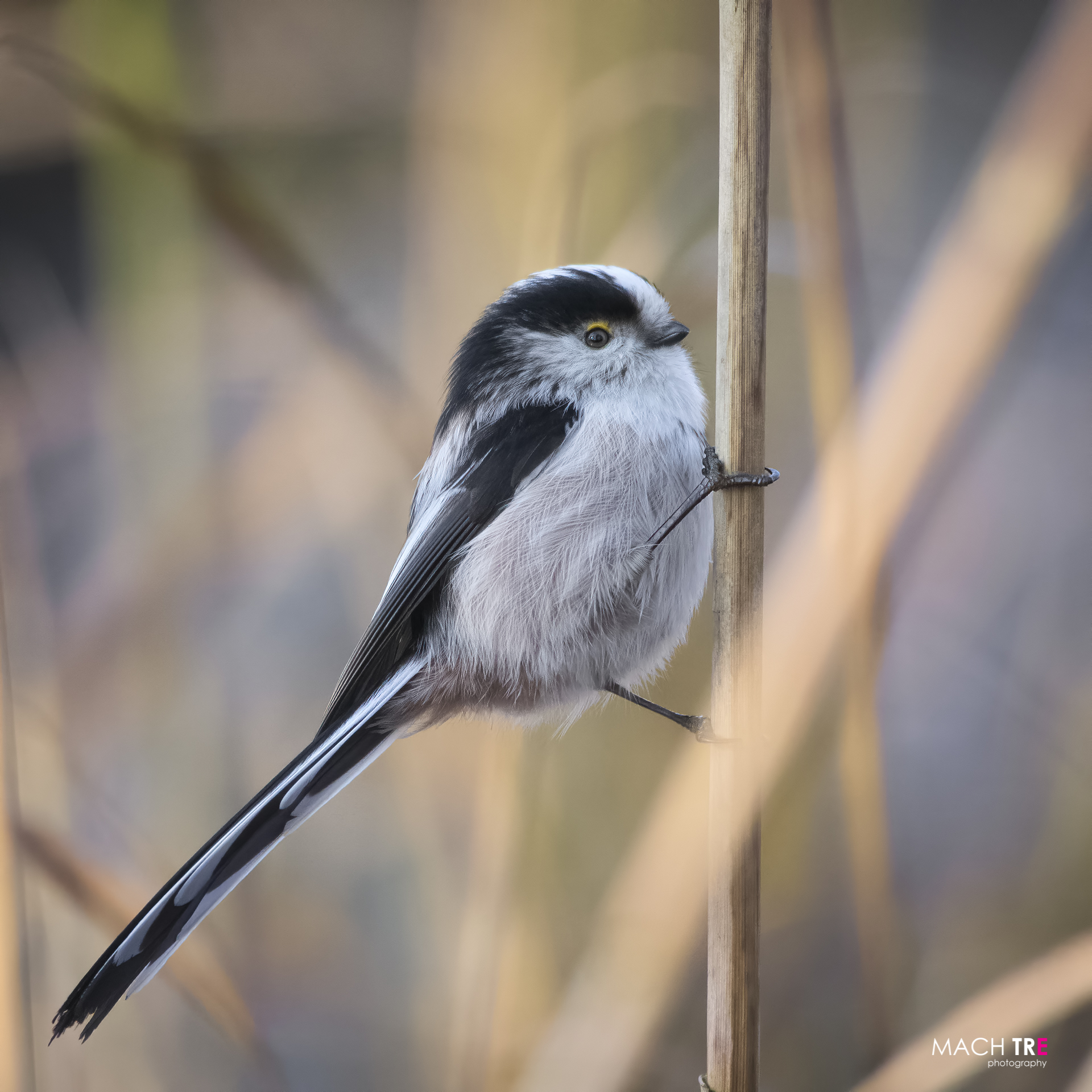 Codibugnolo (Aegithalos caudatus)