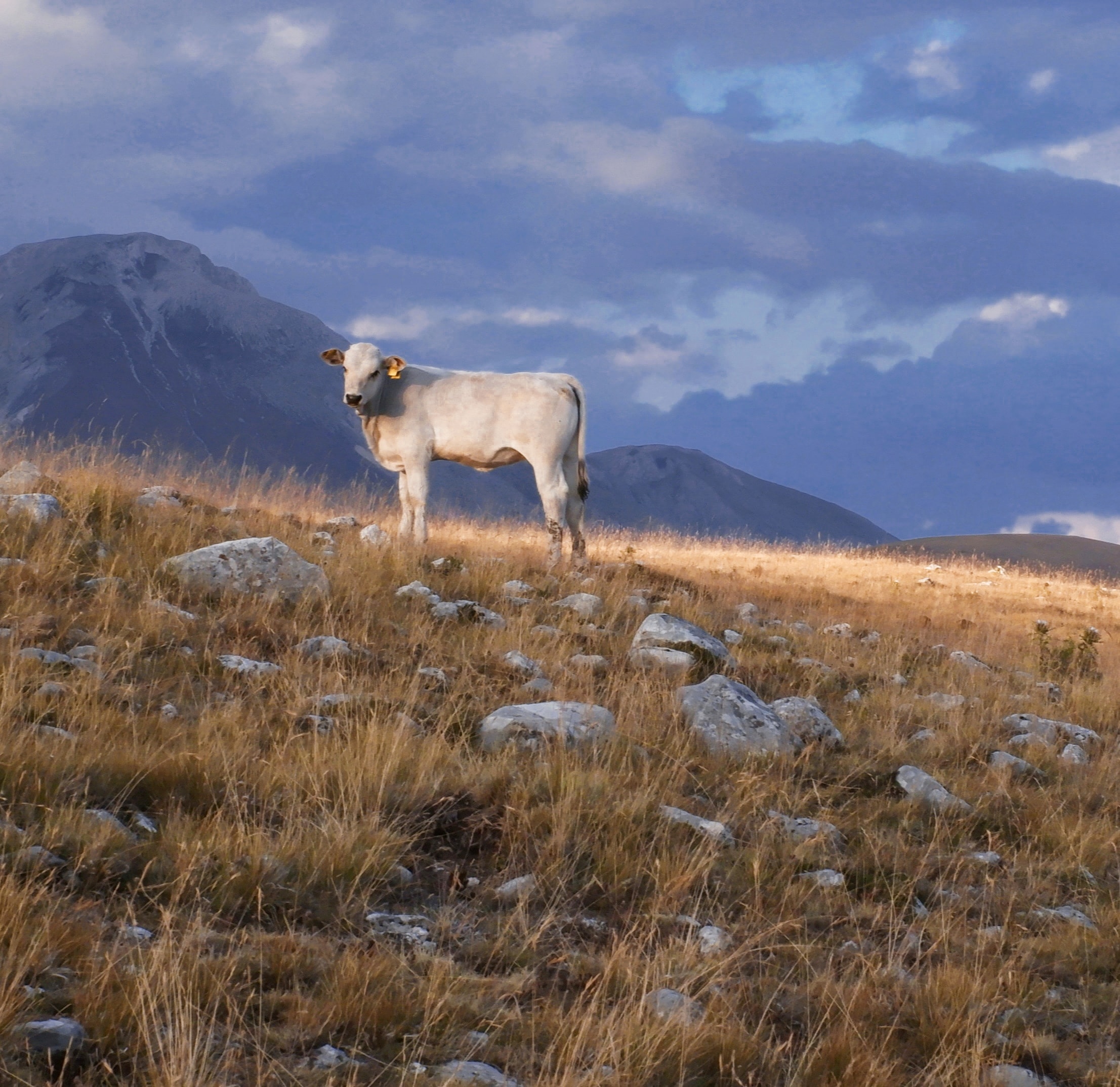 Pasture cow, Vetica Source, Abruzzo