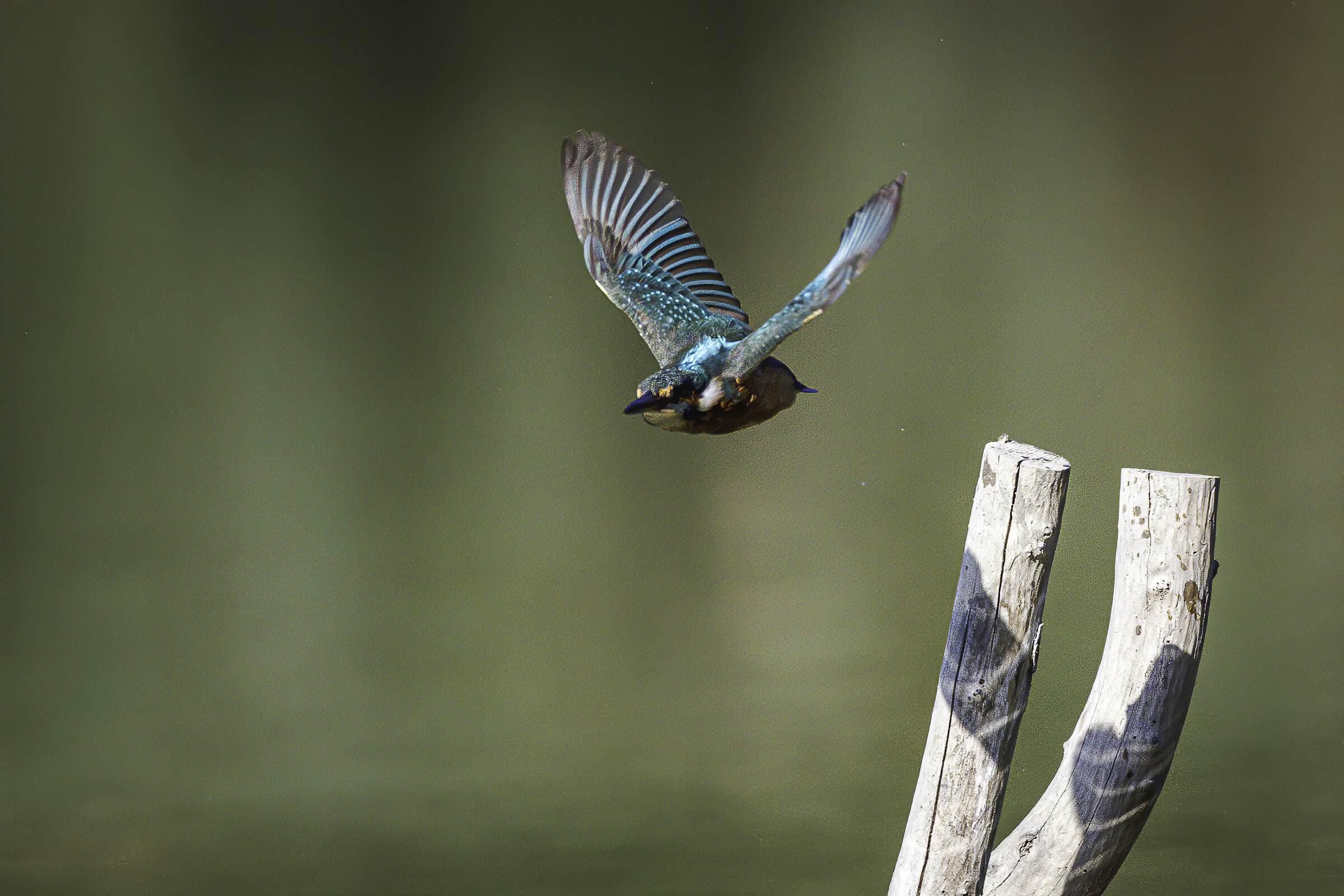 il volo del Martino n.1