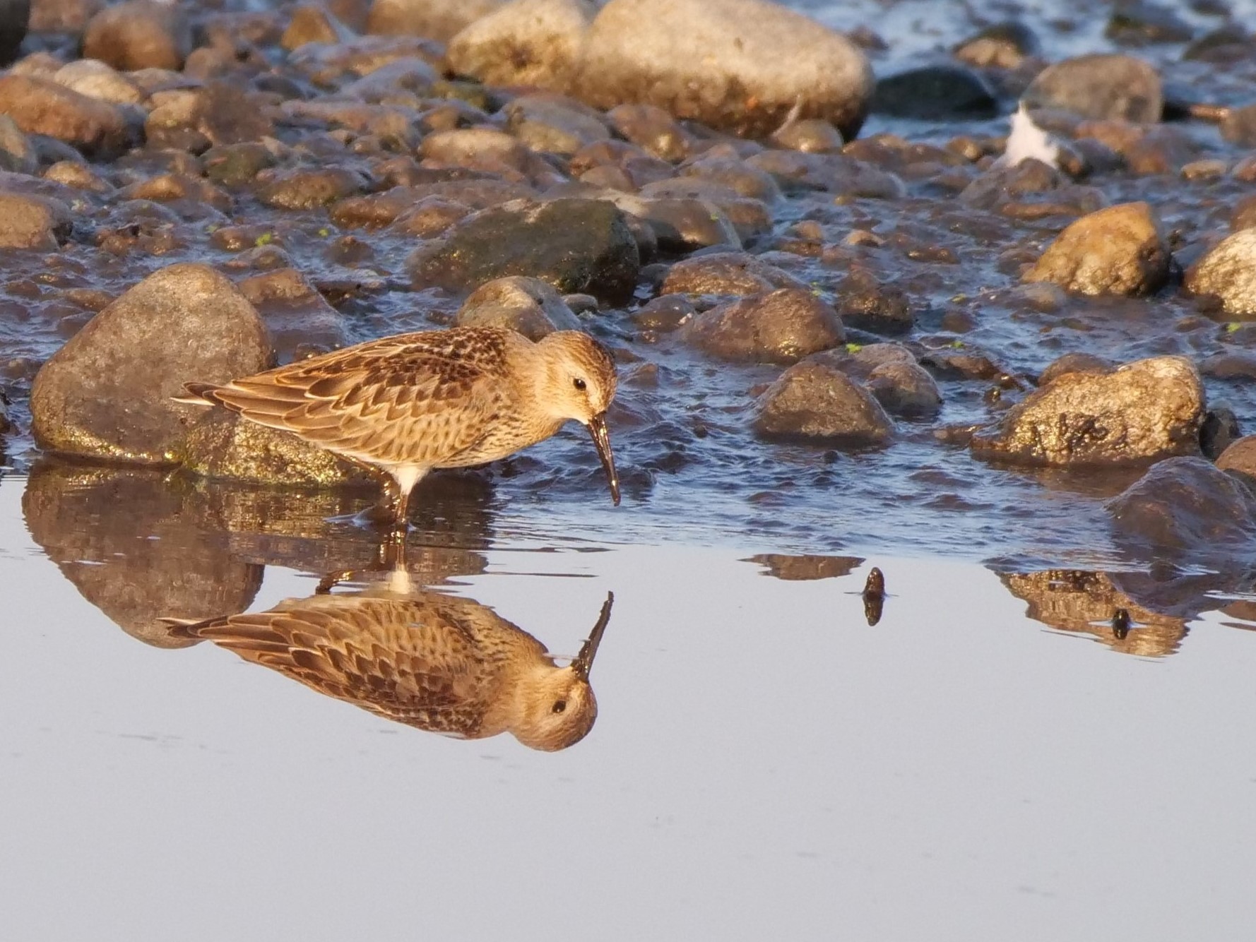 Piovanello pancianera (Calidris alpina)