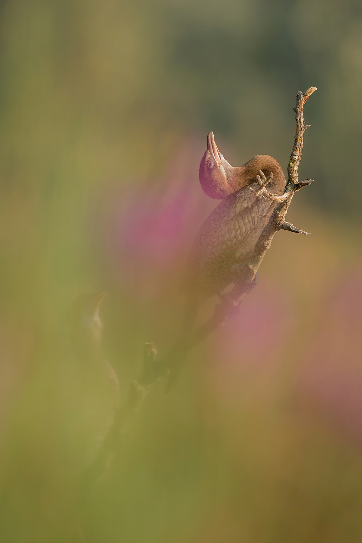 flowers, between me and them.