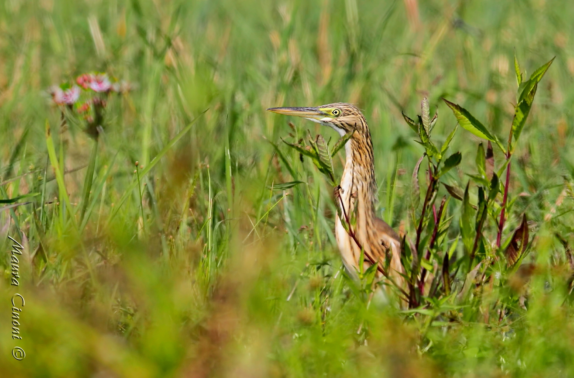 Sgarza Ciuffetto Juv.