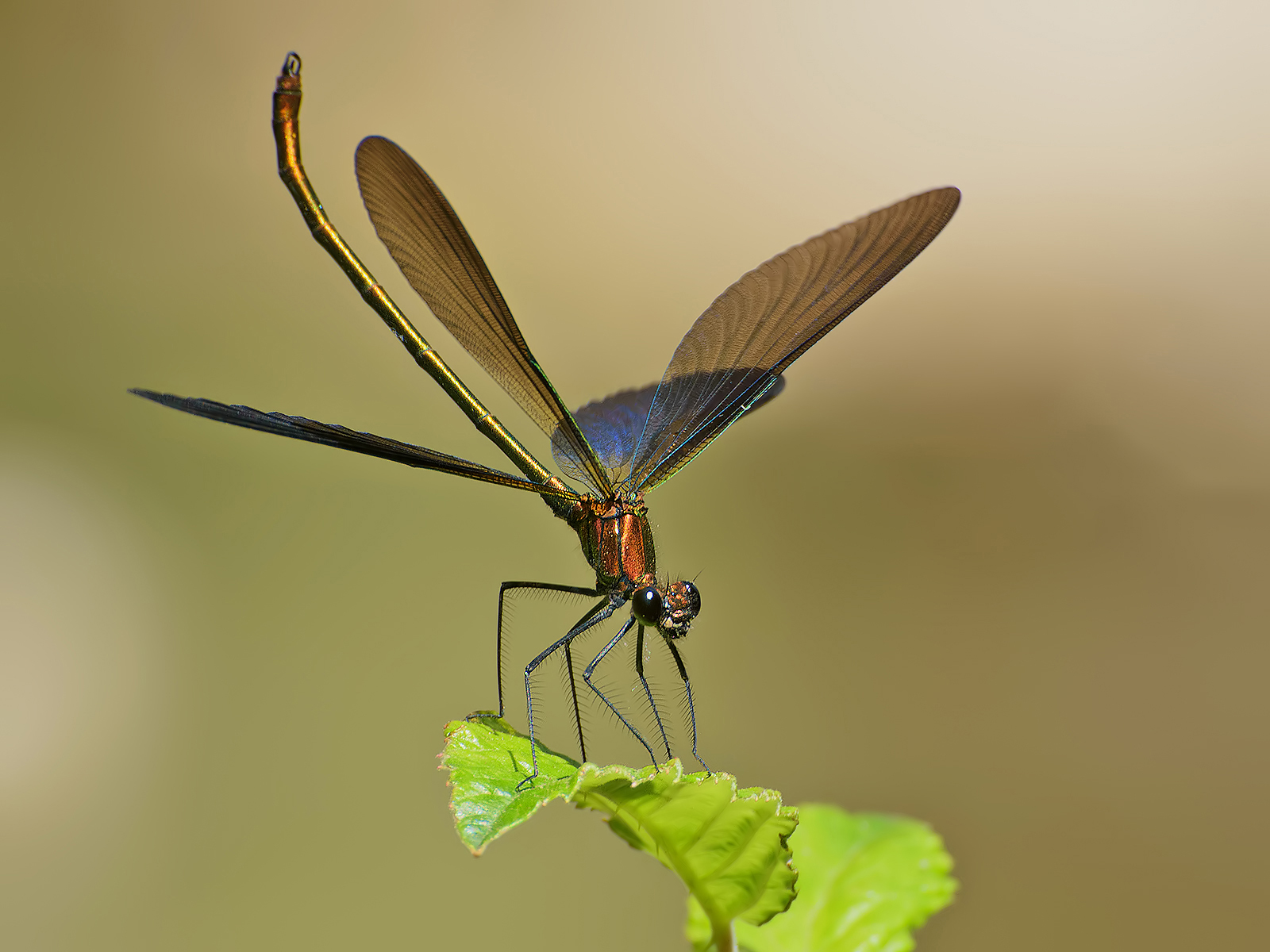 Smell (Calopteryx Haemorrhoidalis male)