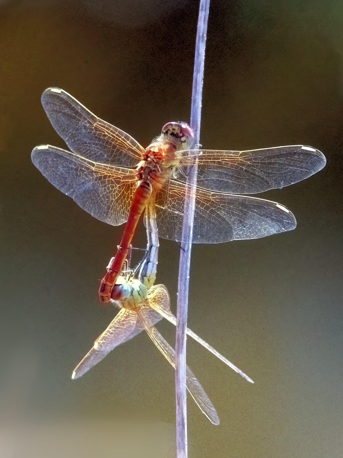 Sympetrum fonscolombii
