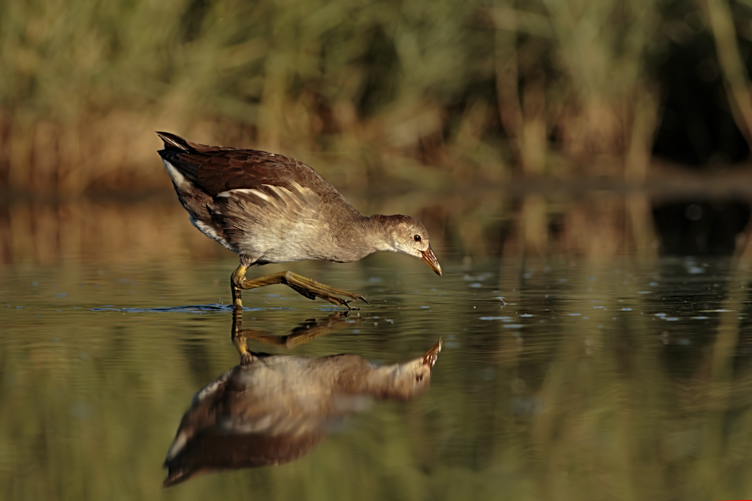 Gallinella d'acqua juv
