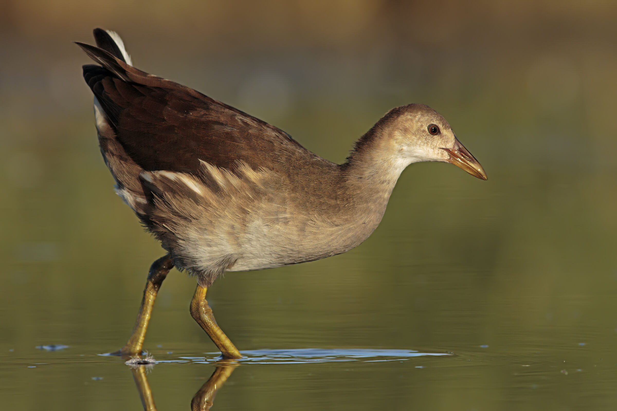 Gallinella d'acqua juv