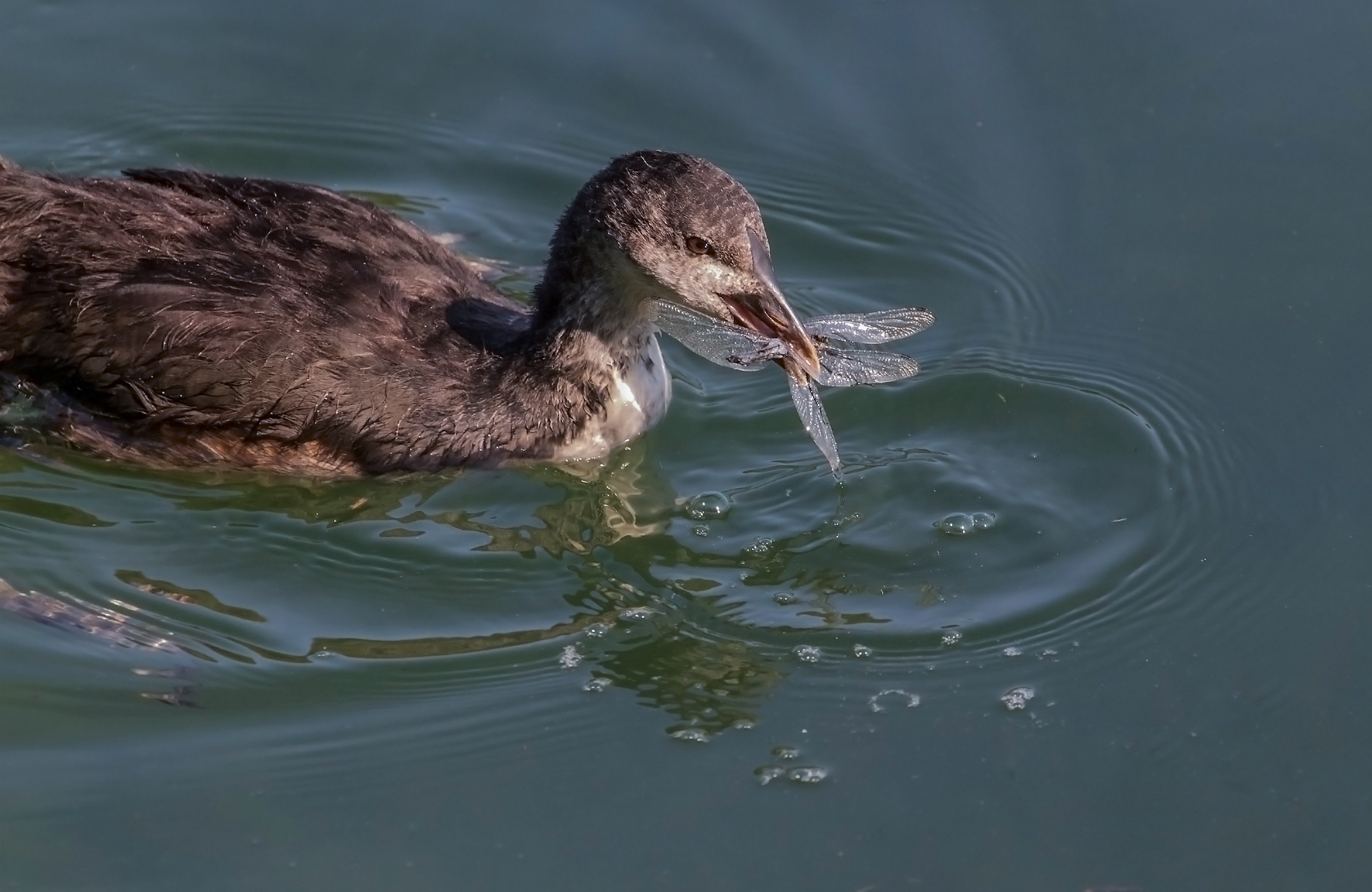 2 il tuo destino è segnato
