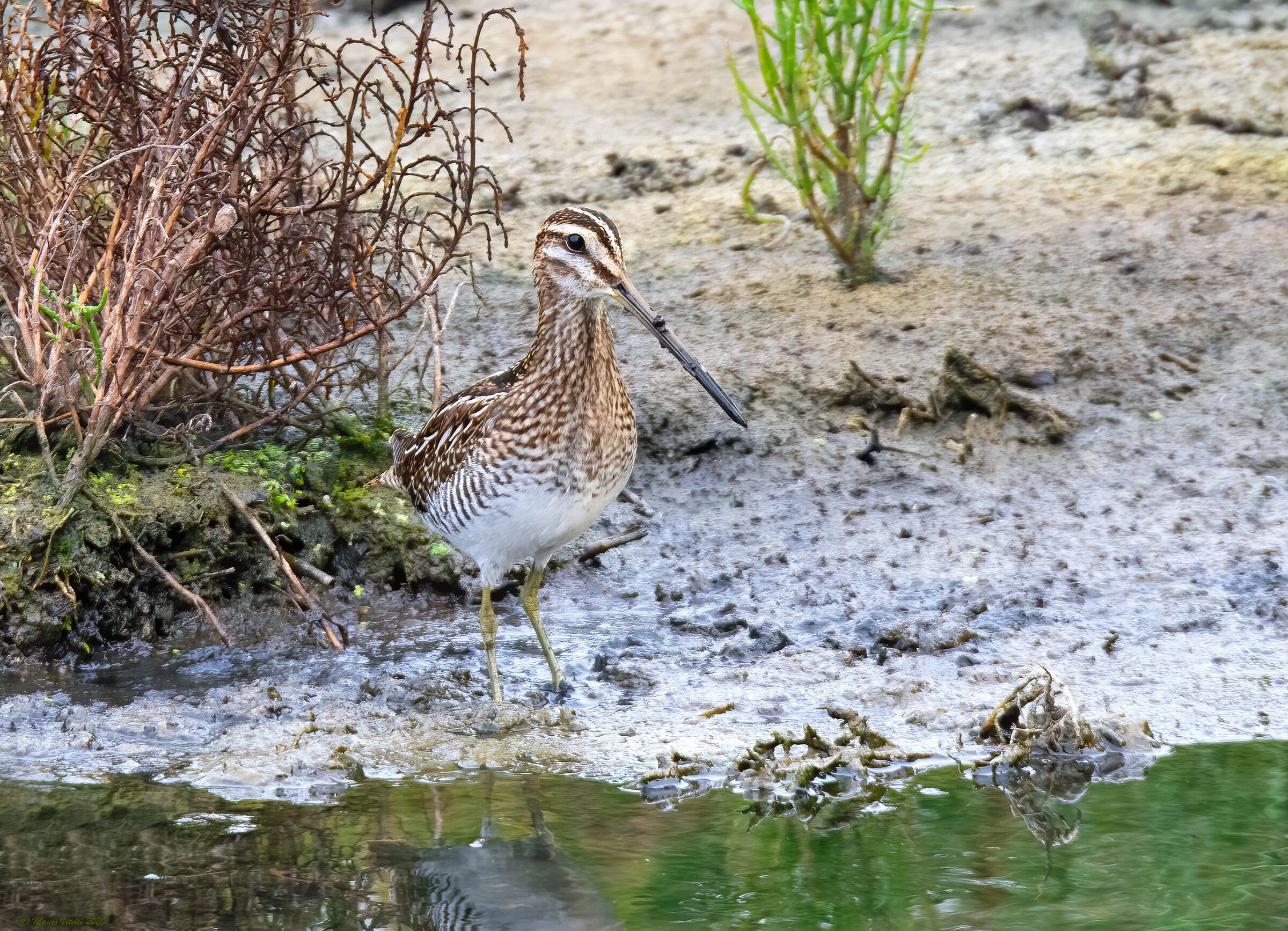 Sniccaccino (Gallinago hennago)