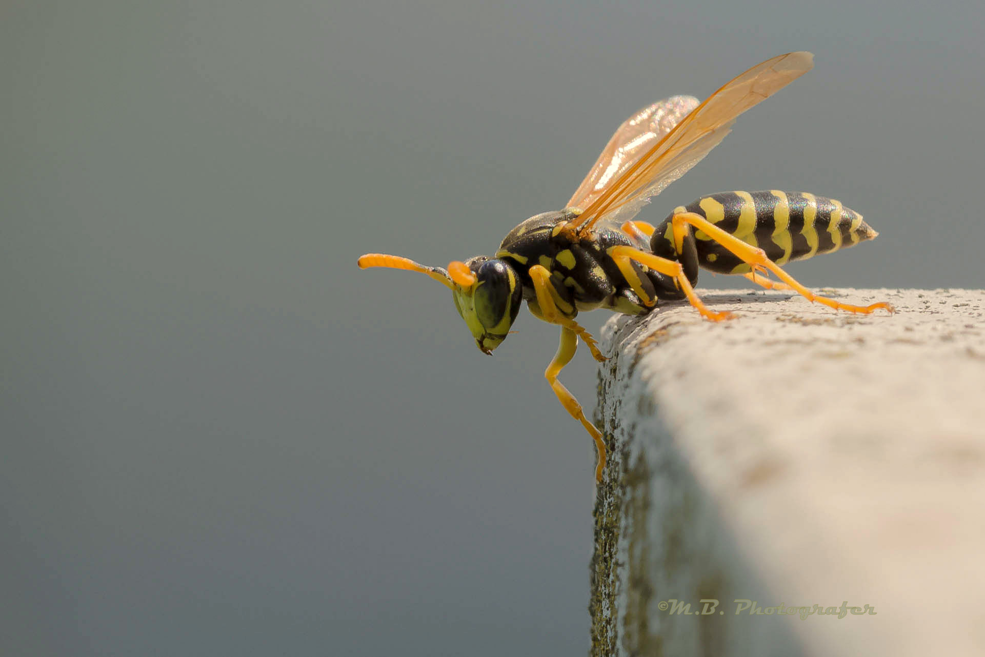 ora spicco il volo.....