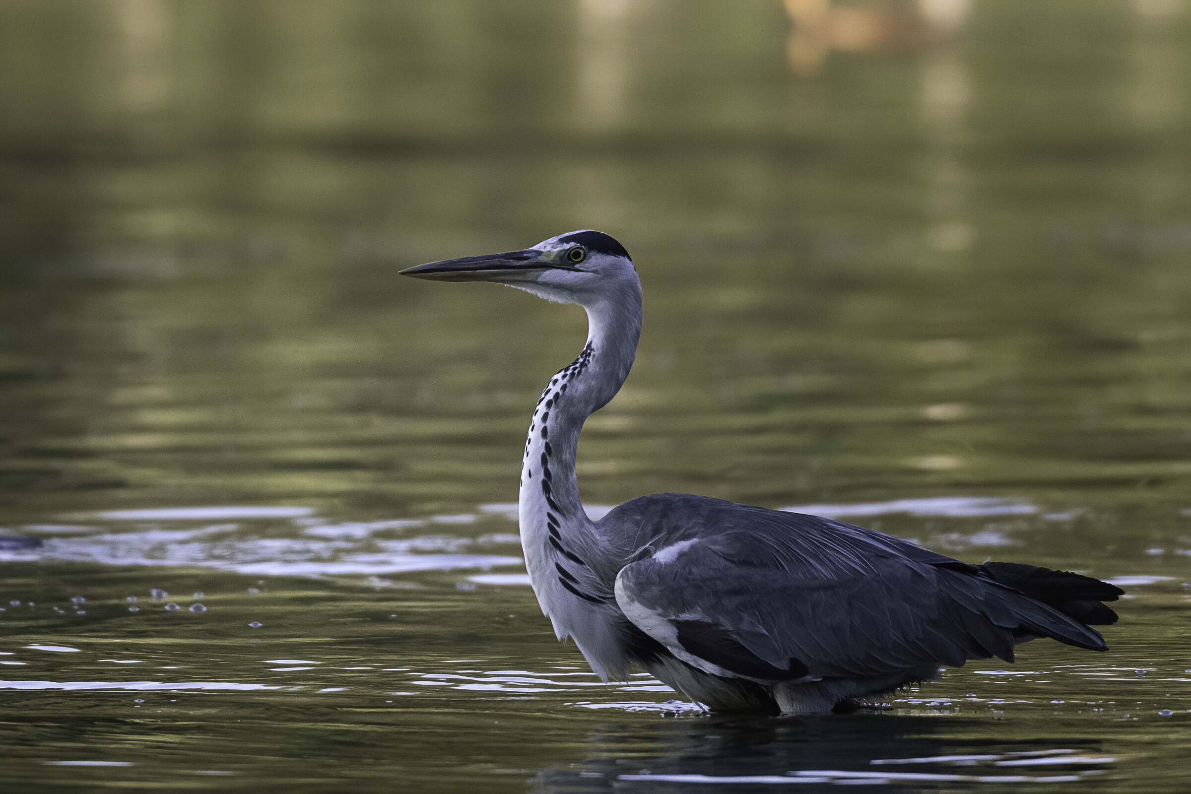 il profilo del cenerino