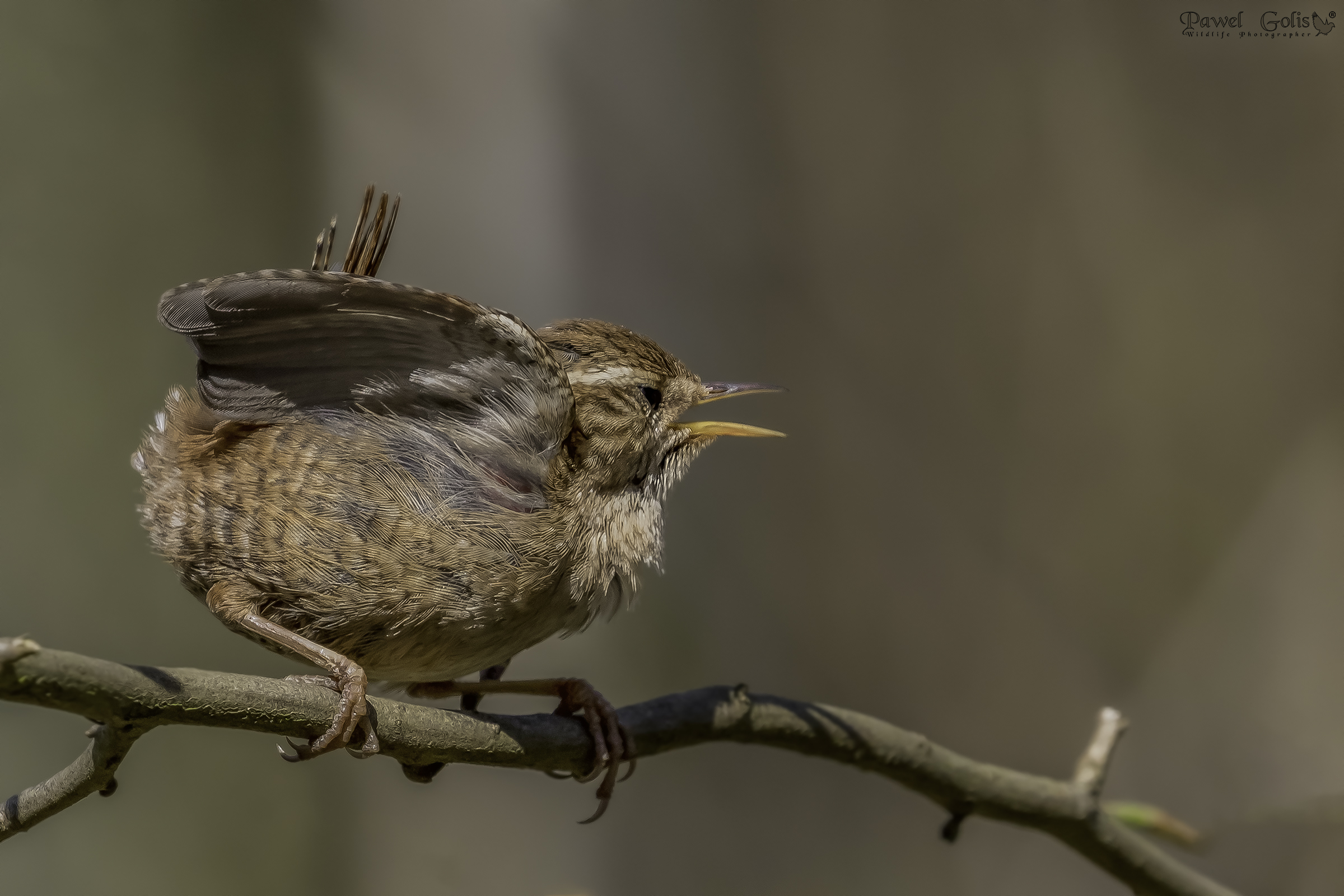 Ppa eurasiatica ( Trogloditi trogloditi)