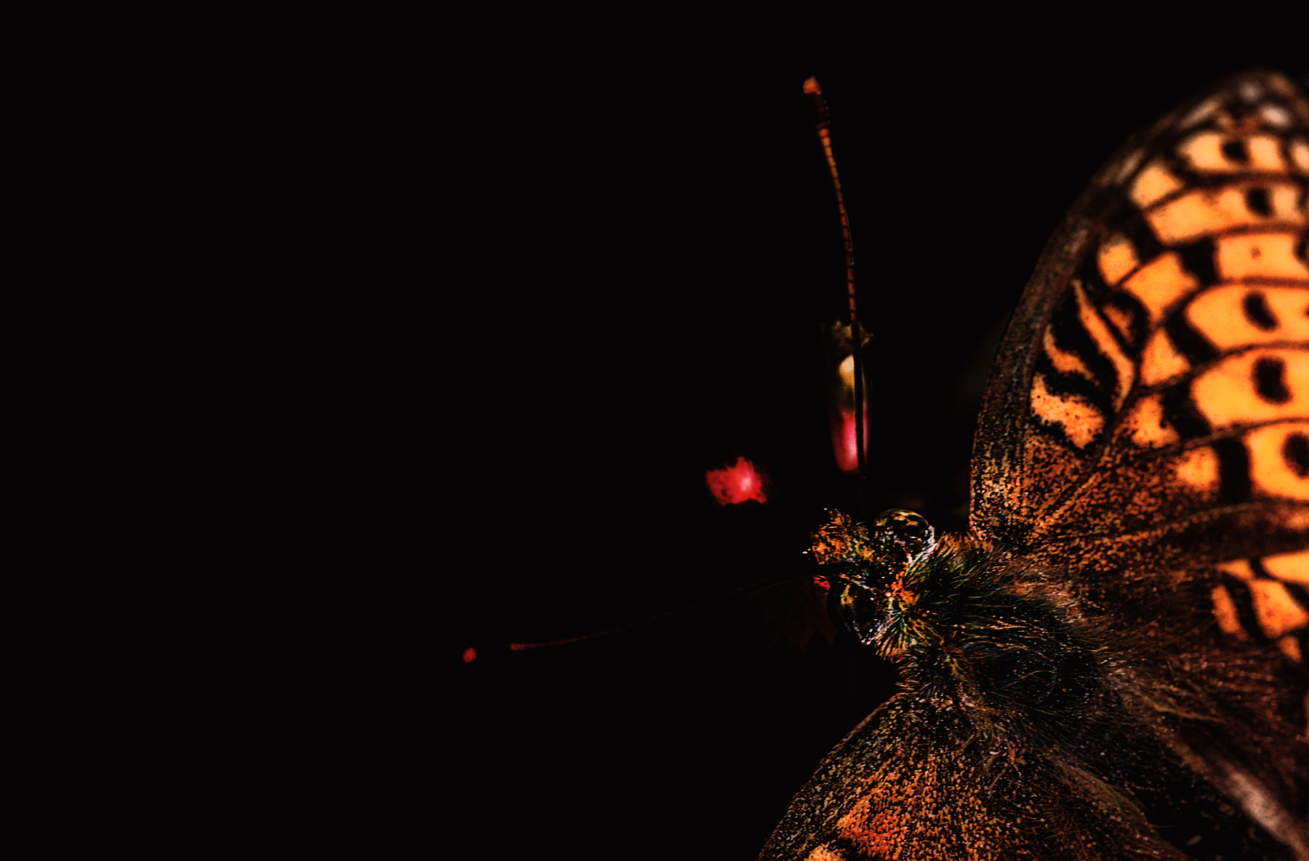 Last flower of the summer