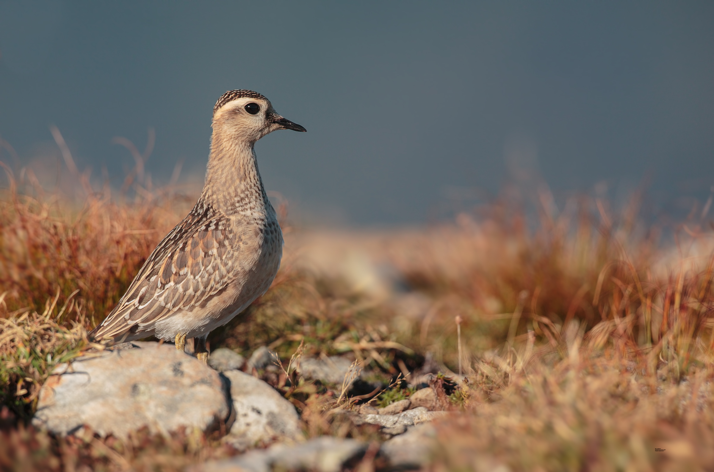 Tortolino in ambiente appenninico