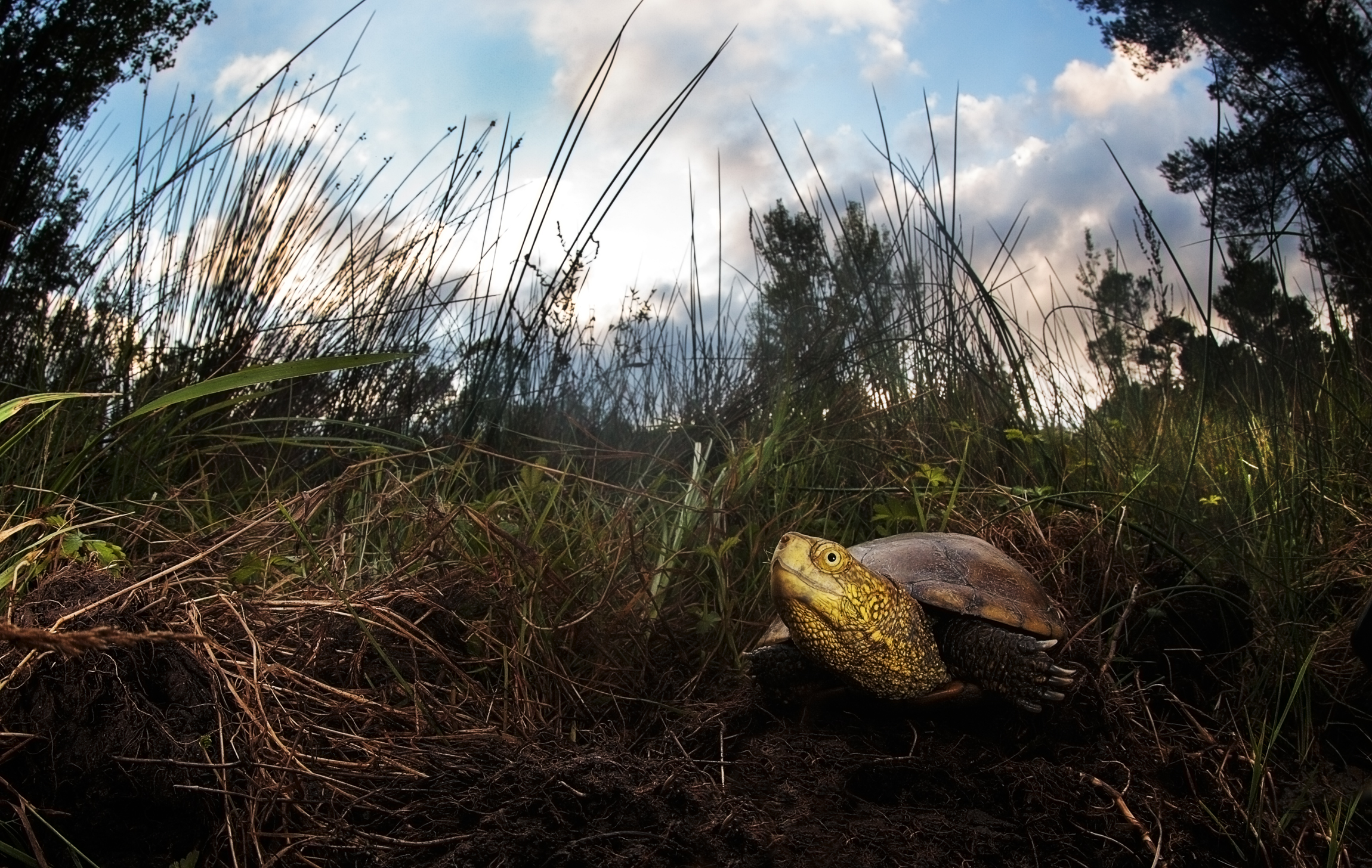 Emys obicularis, presso uno dei siti di nidificazione