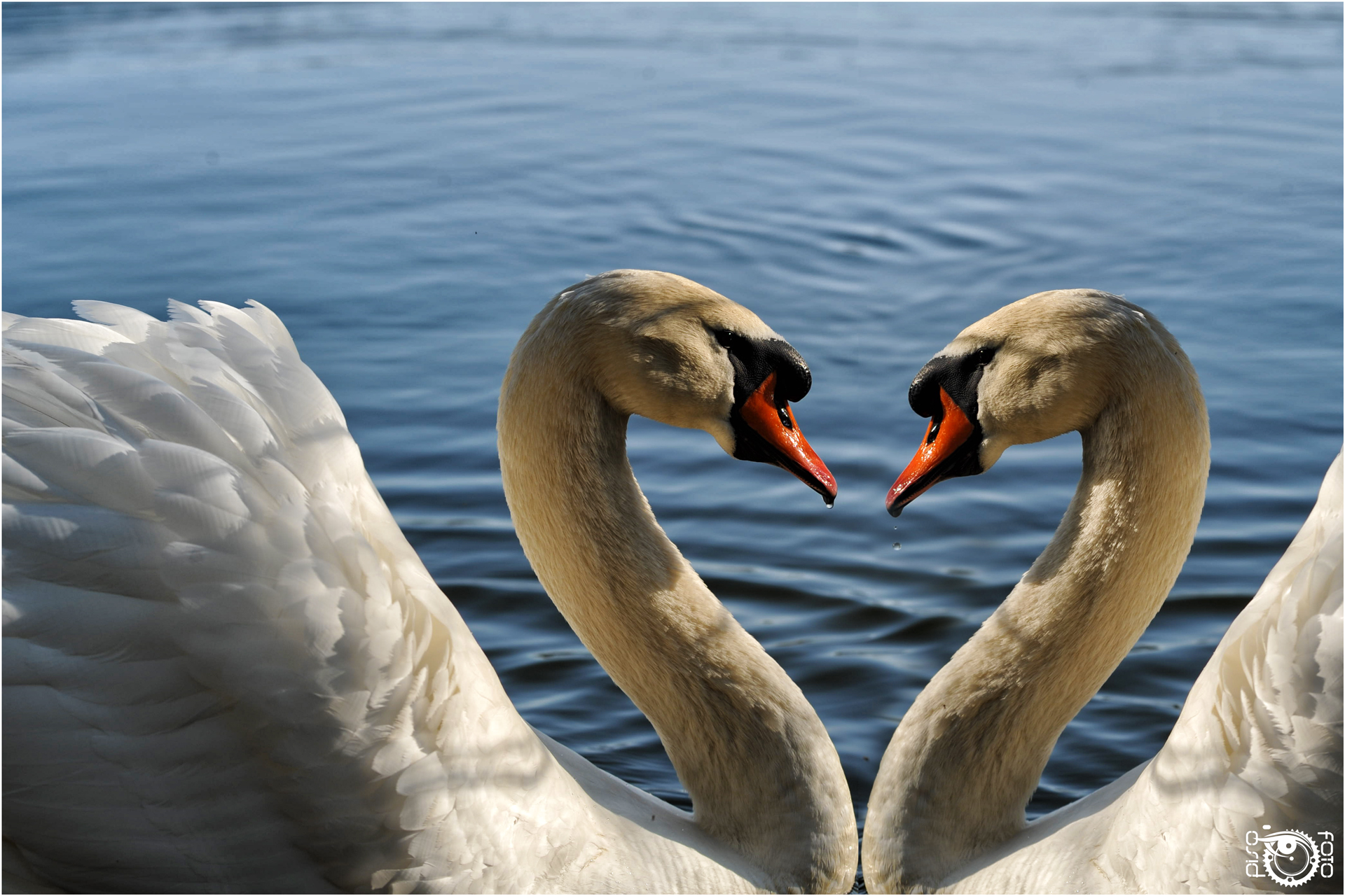 If they are roses they will bloom