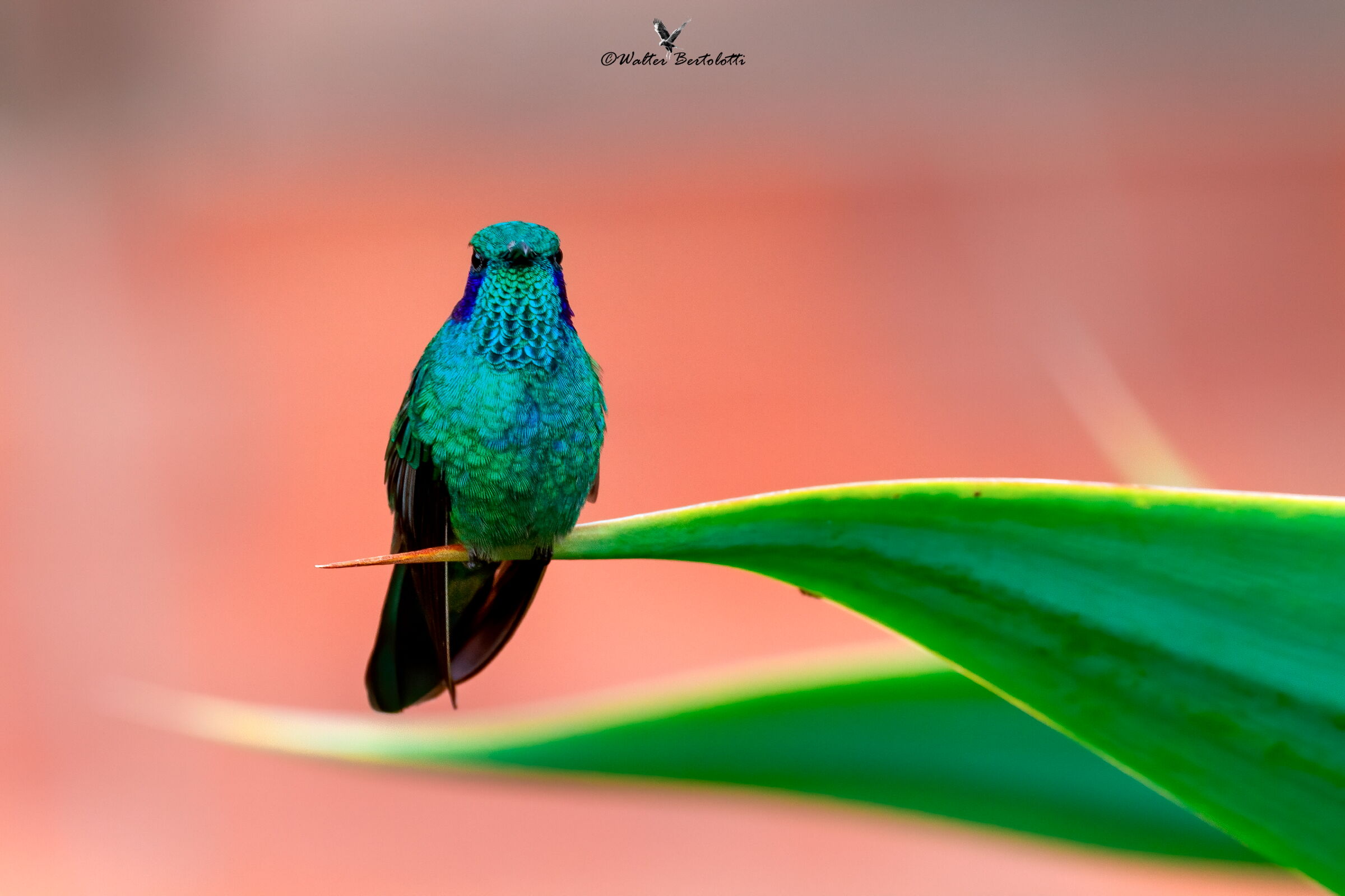 osservato osservando