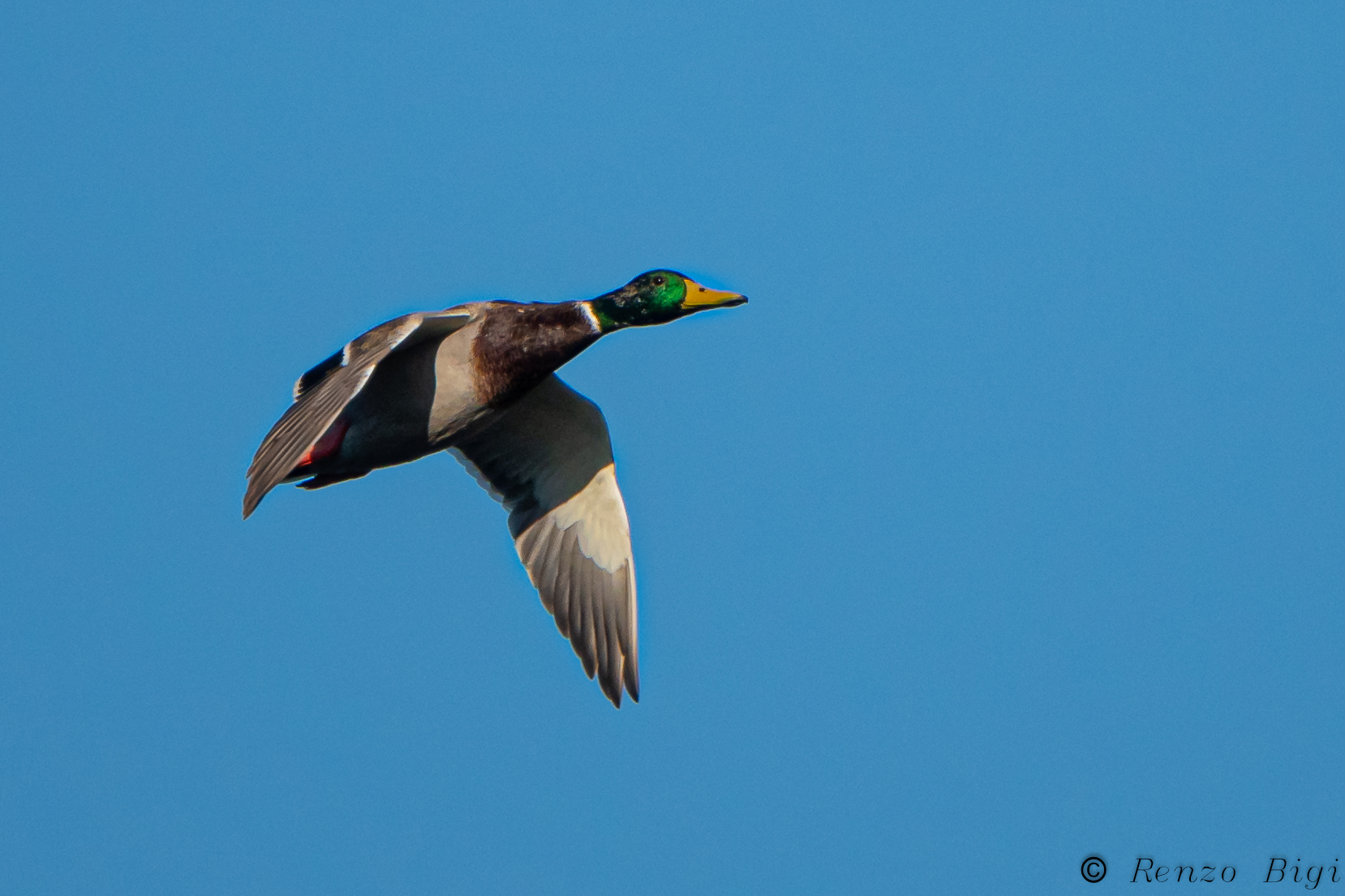 Mallard