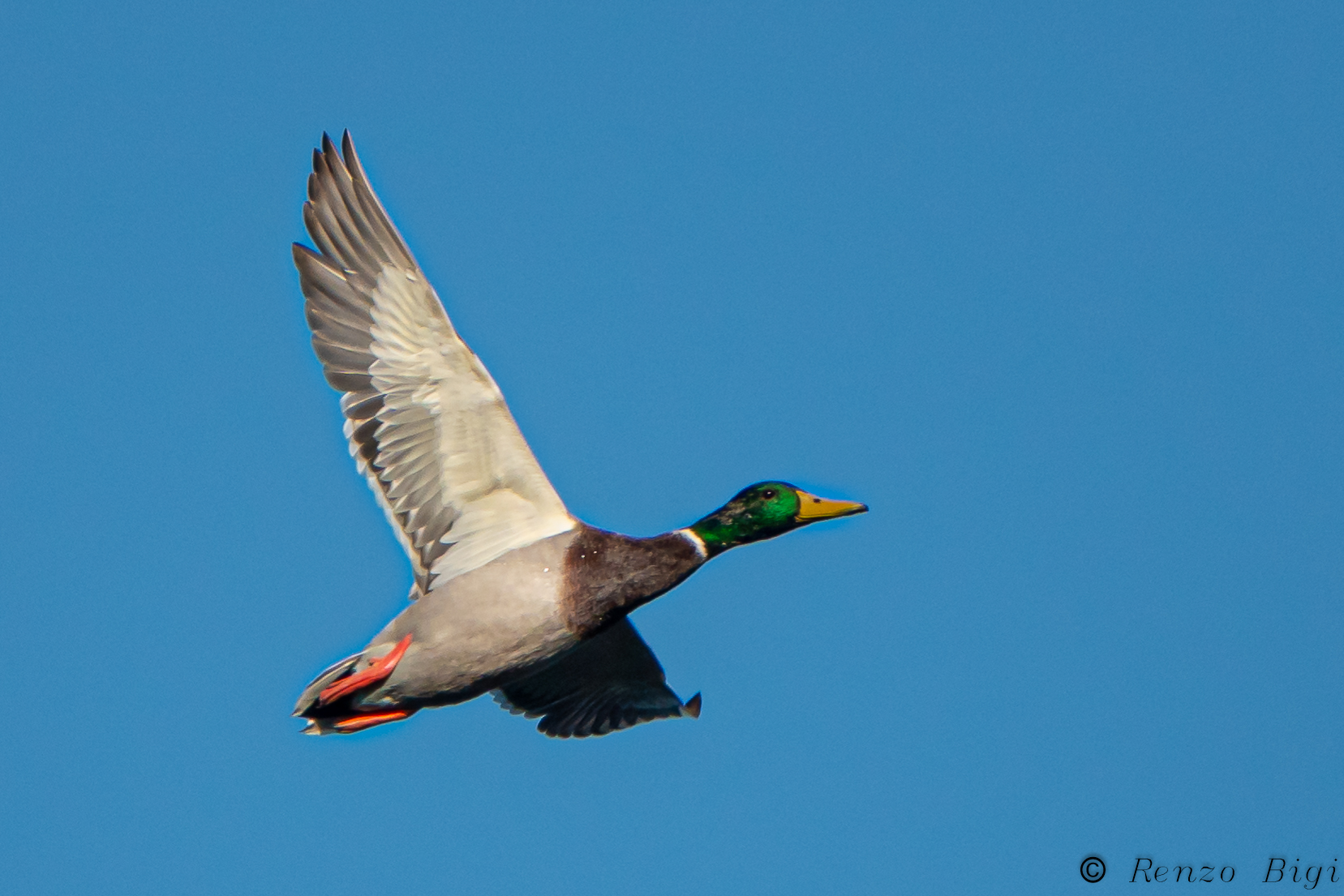 Mallard