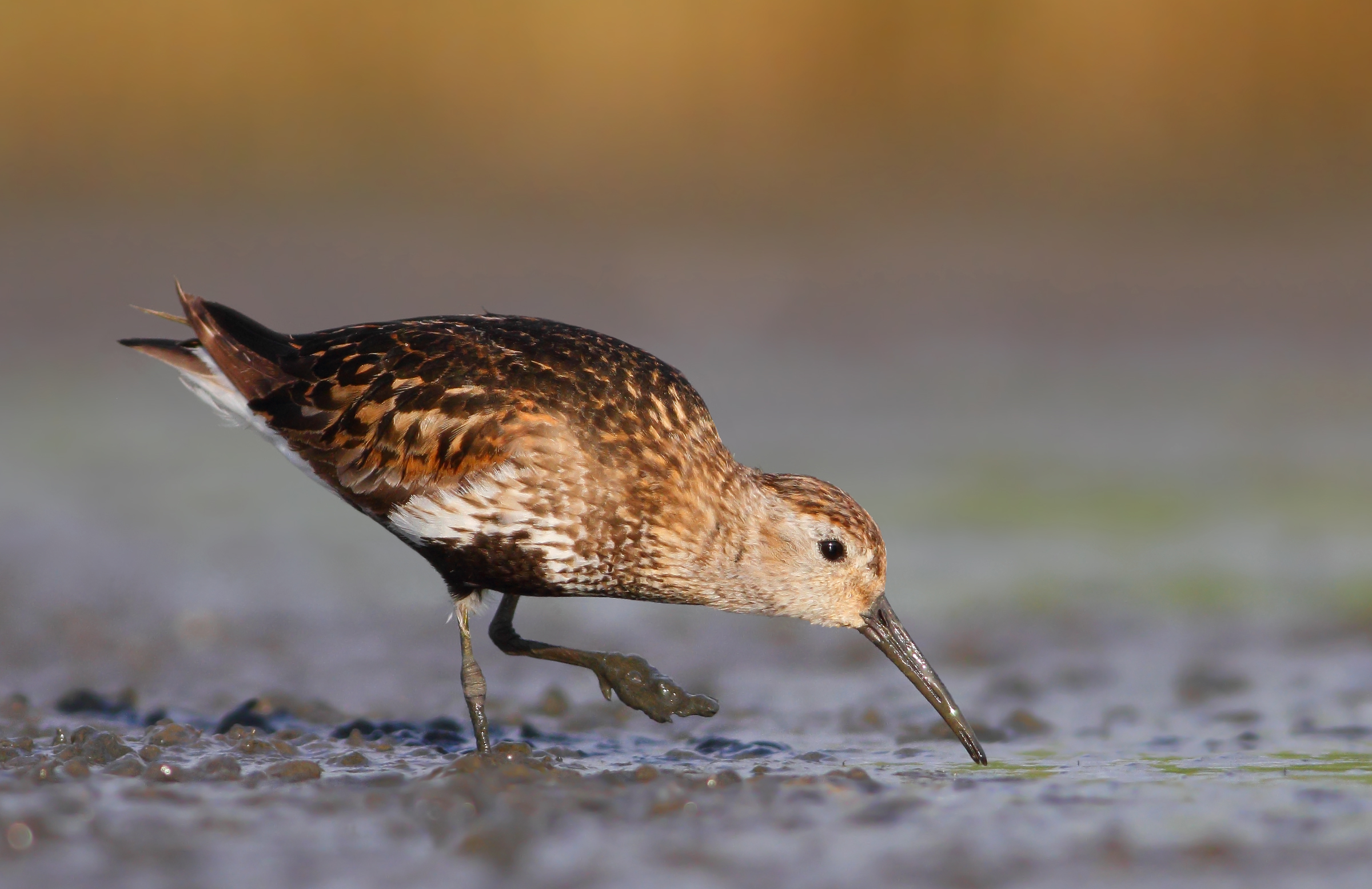 piovanello pancianera