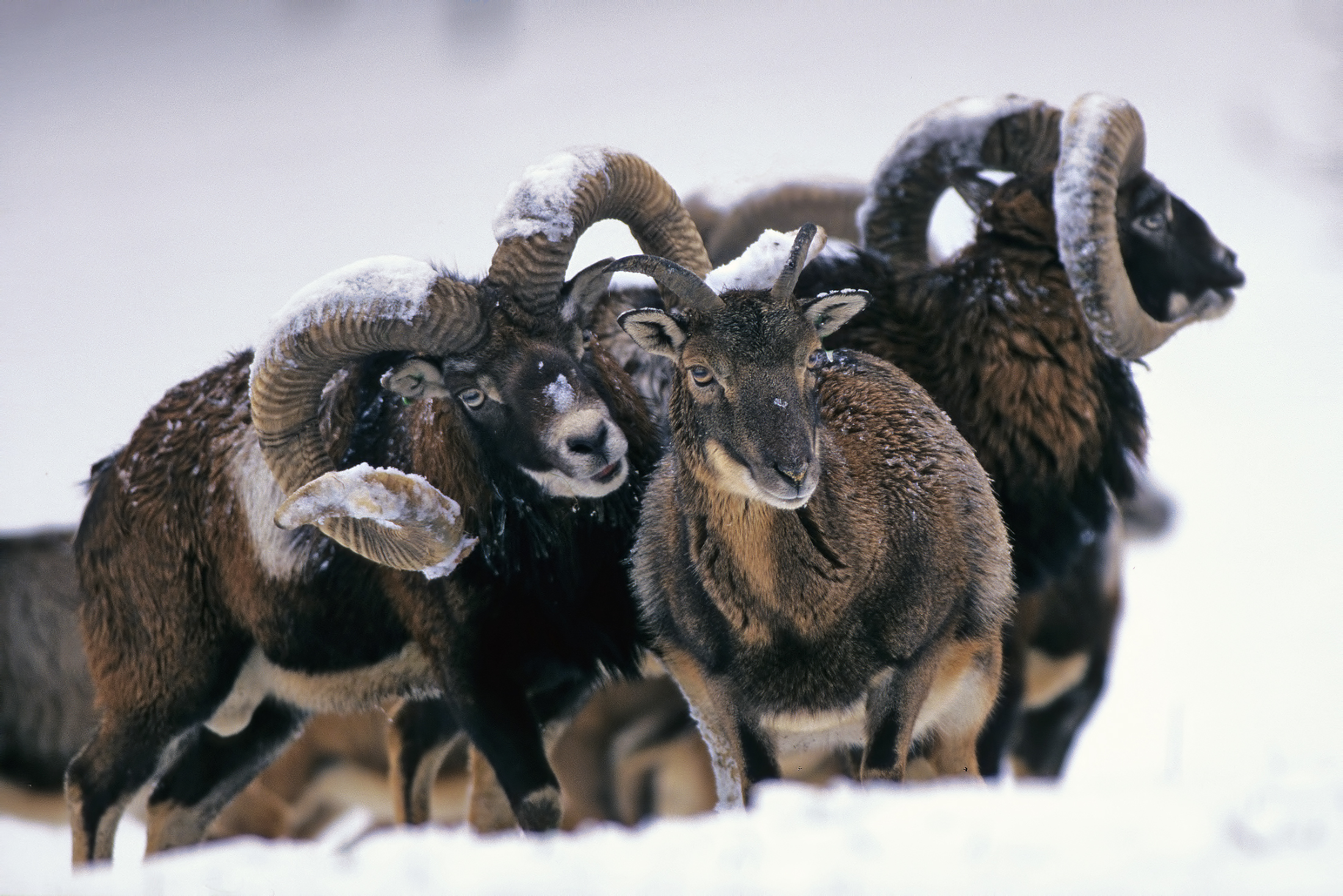 Mouflon