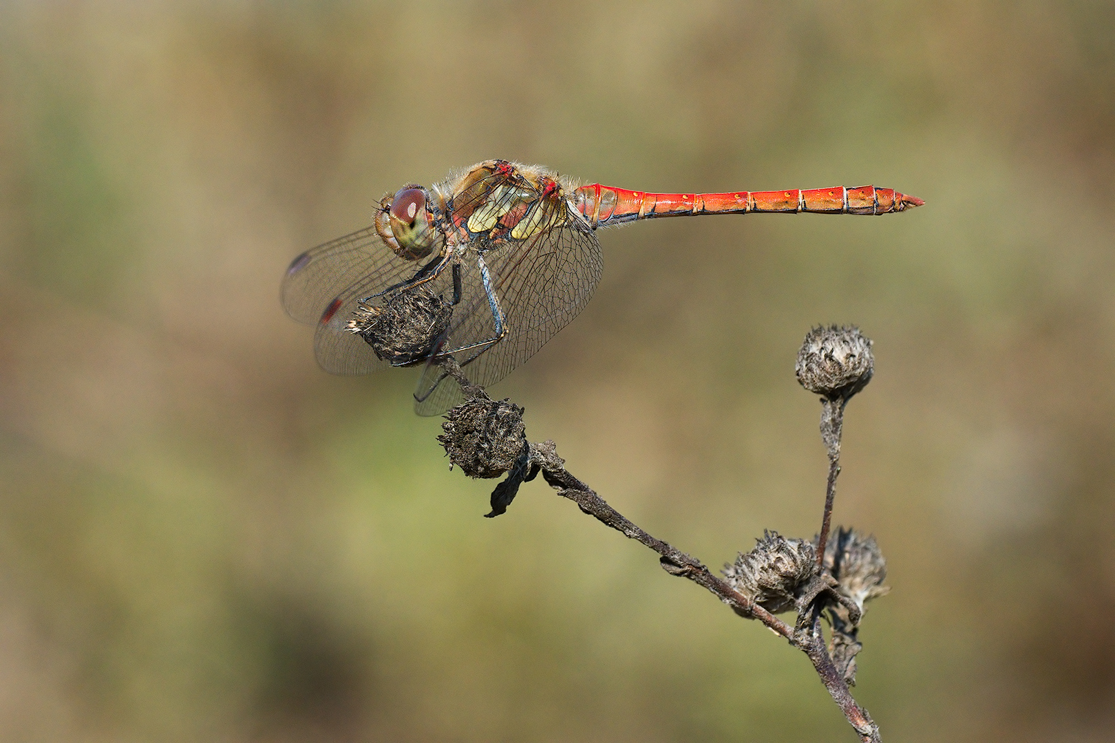 Dragonfly (Sympetrum striolatum male)