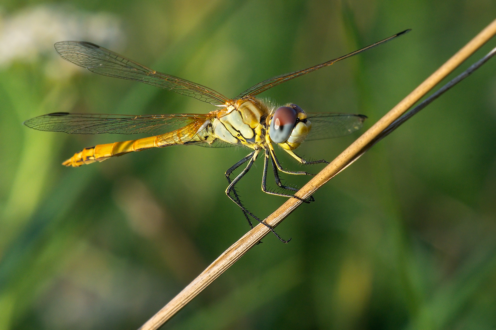 Libellula (Sympetrum fonscolombii maschio giovane)