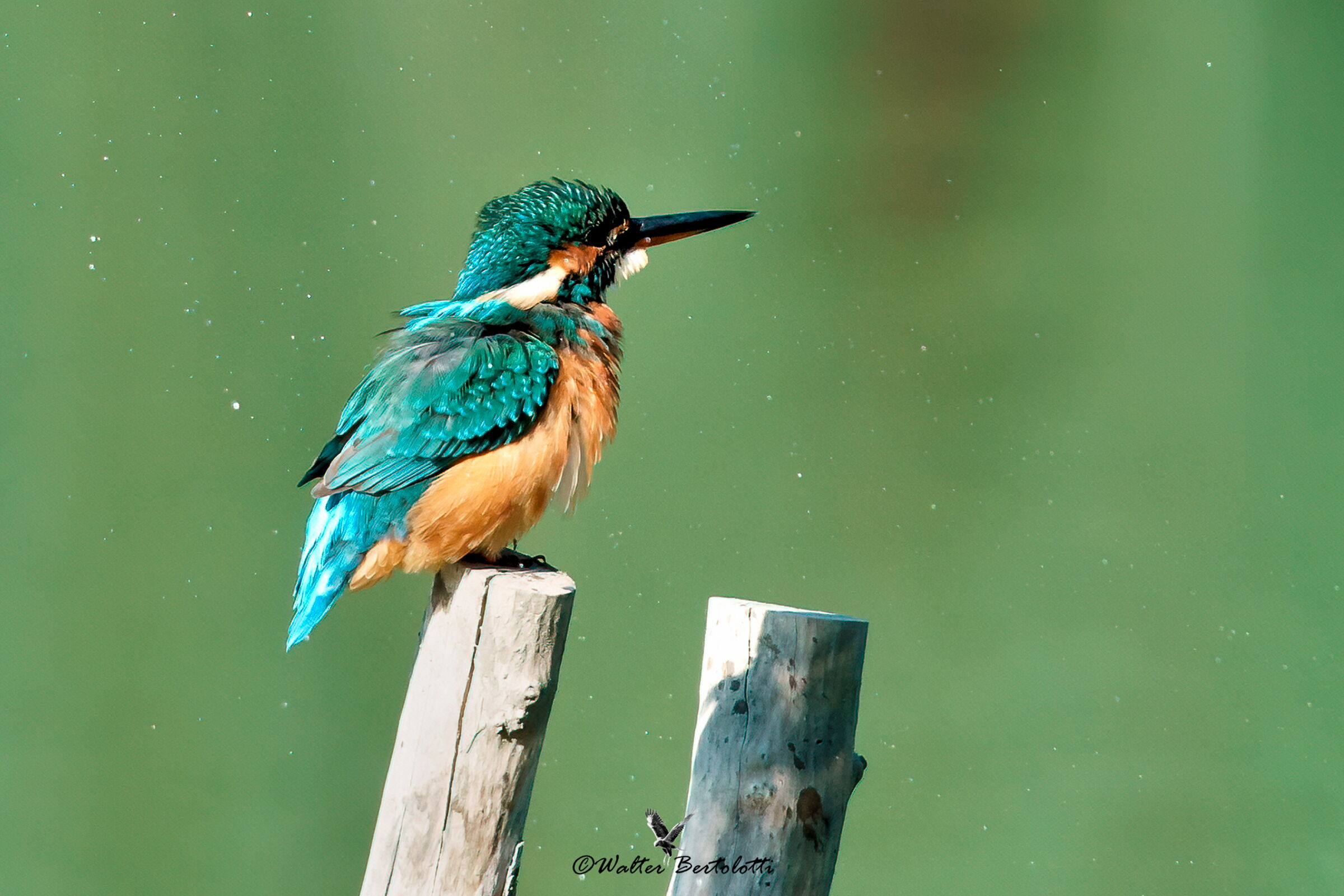 una scrollatina e sono asciutto