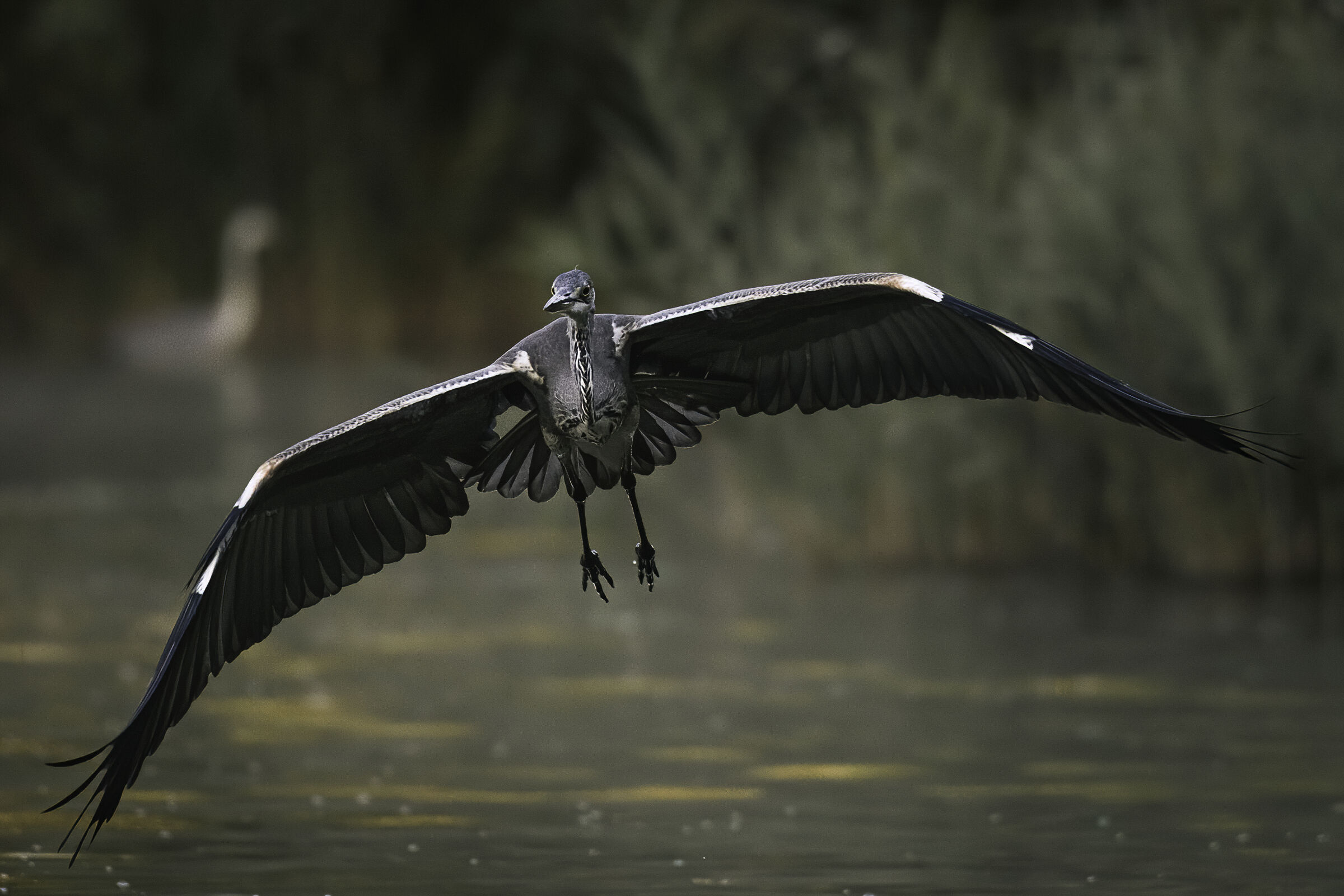 Incontro ravvicinato