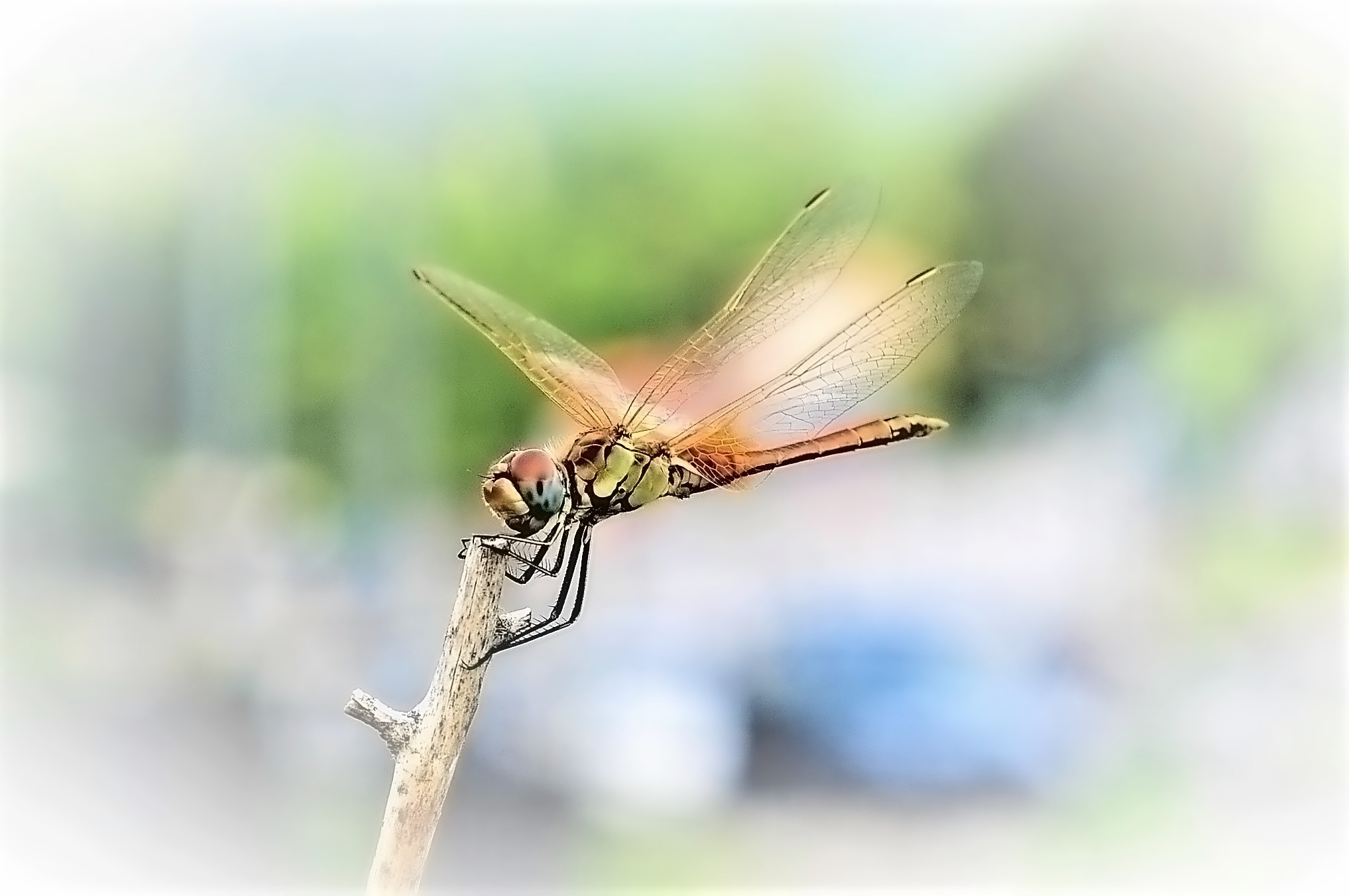 La libellula.