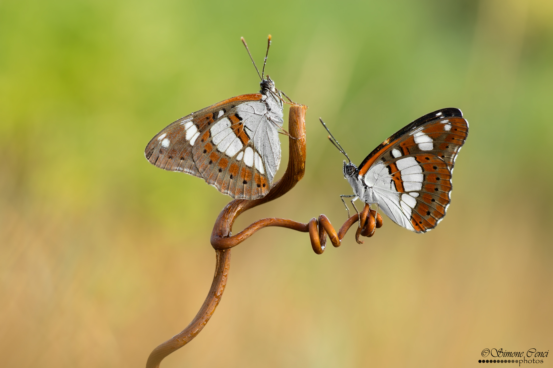 Coppia di Limenitis reducta