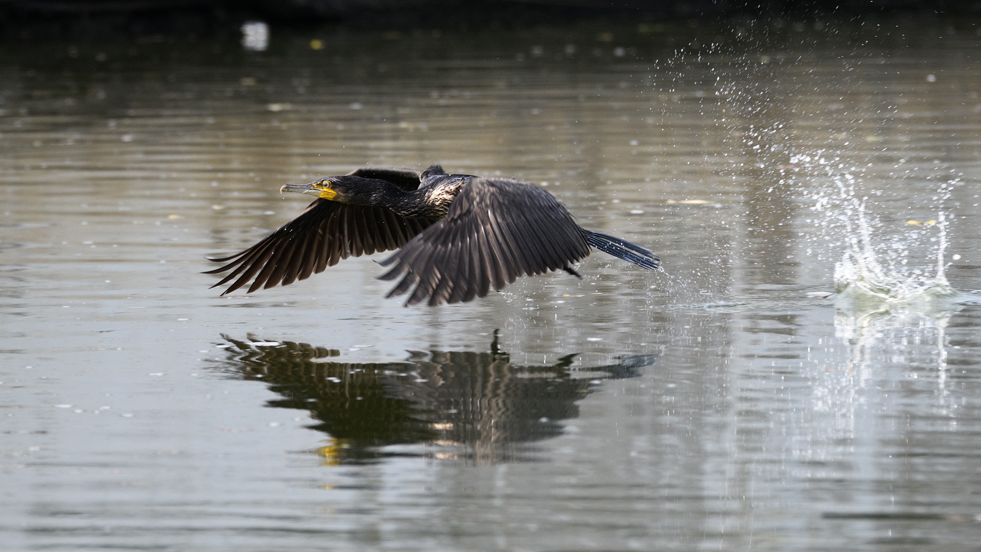 Bentornati cormorani