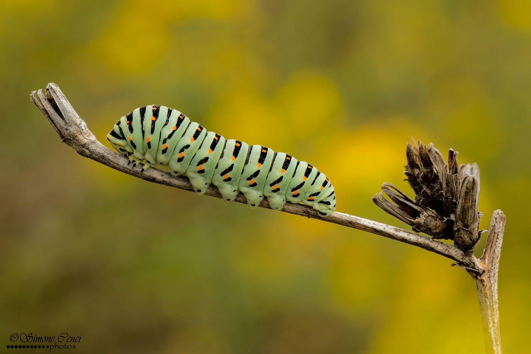 Bruco di Papilio machaon
