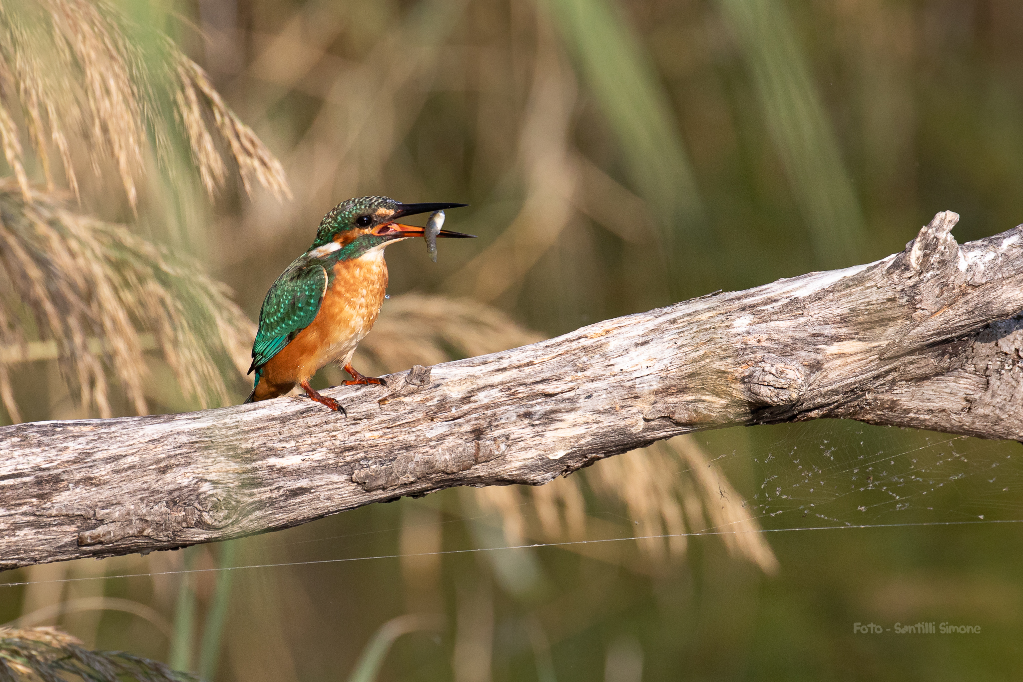 Martin Pescatore femmina