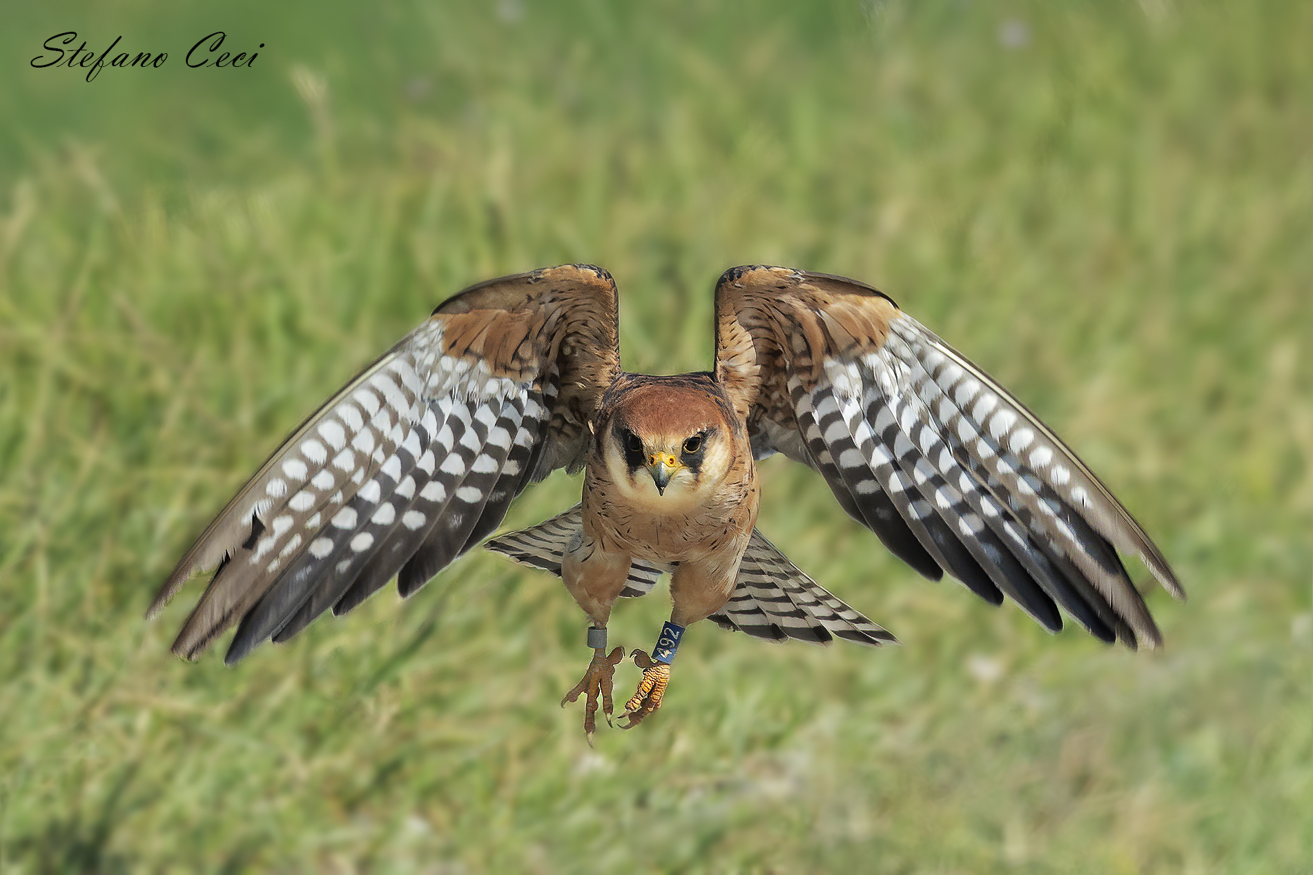 Falco Cuculo Femmina