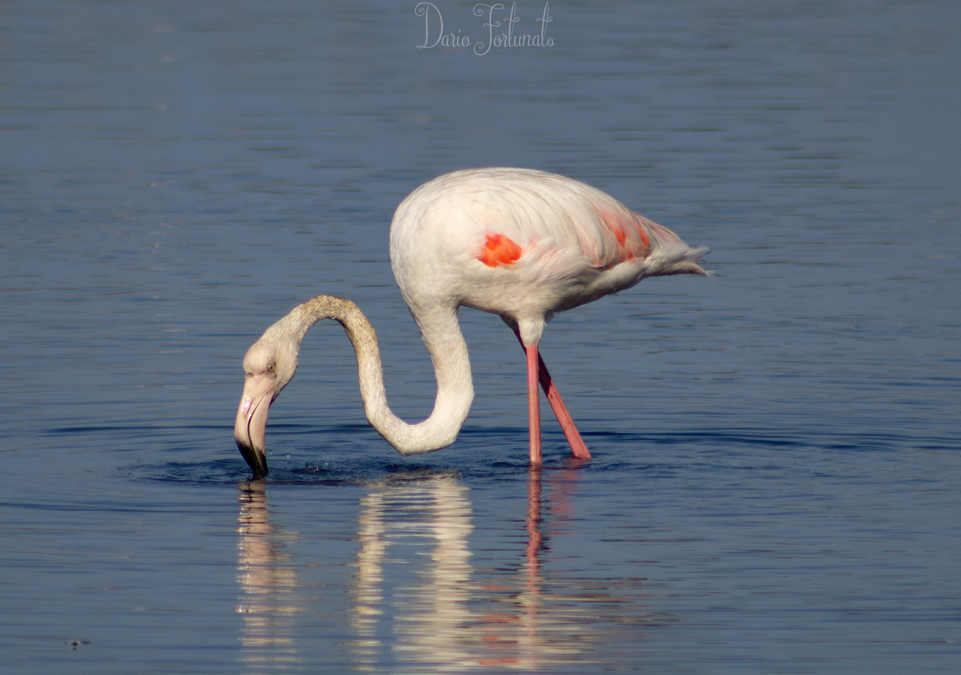 Fenicottero in caccia